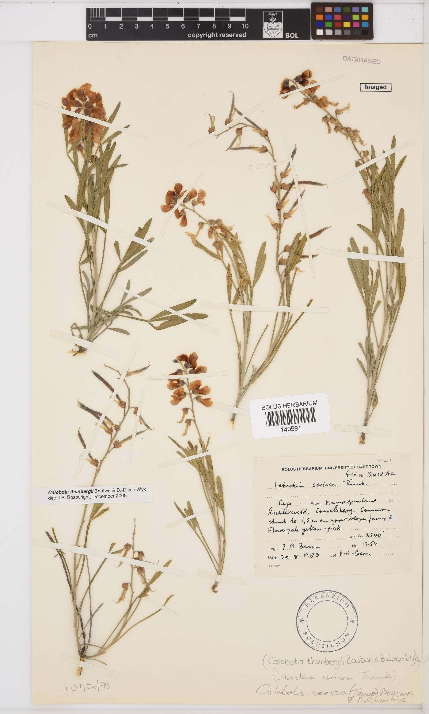 Calobota sericea image