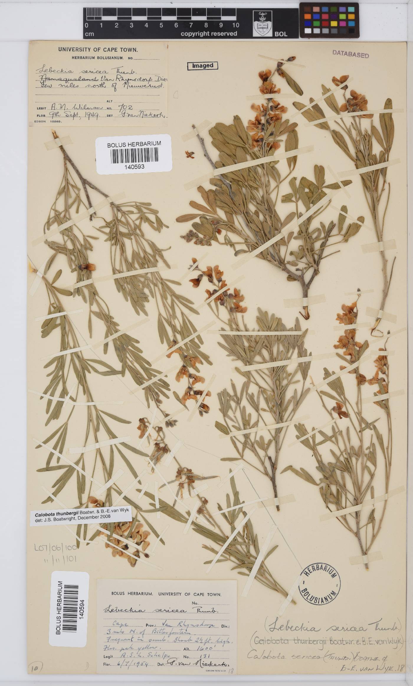 Calobota sericea image