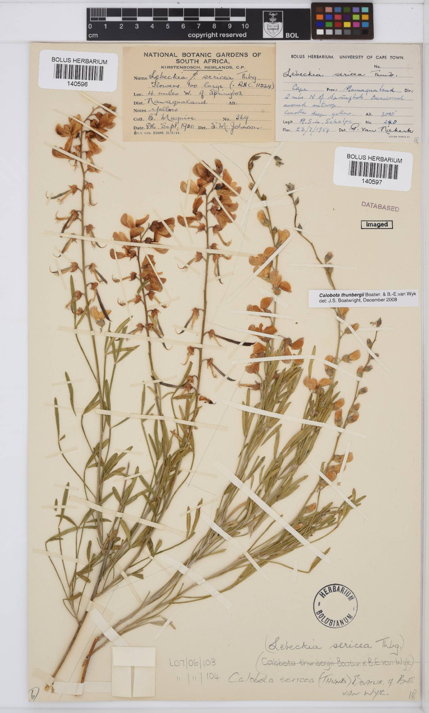 Calobota sericea image