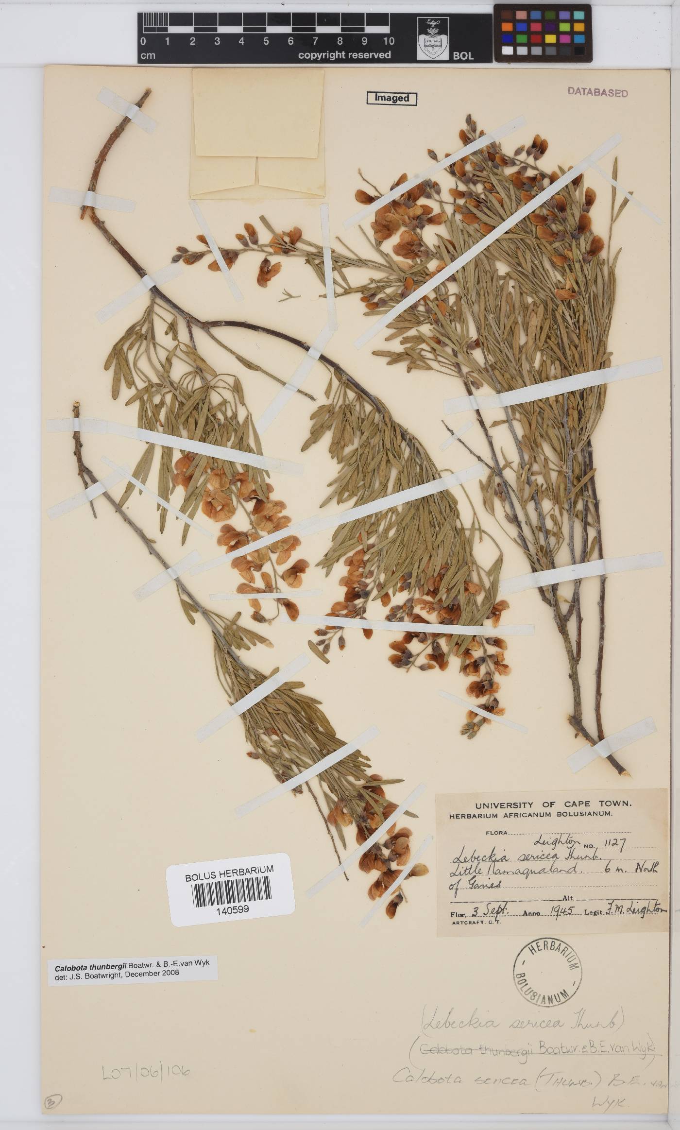 Calobota sericea image
