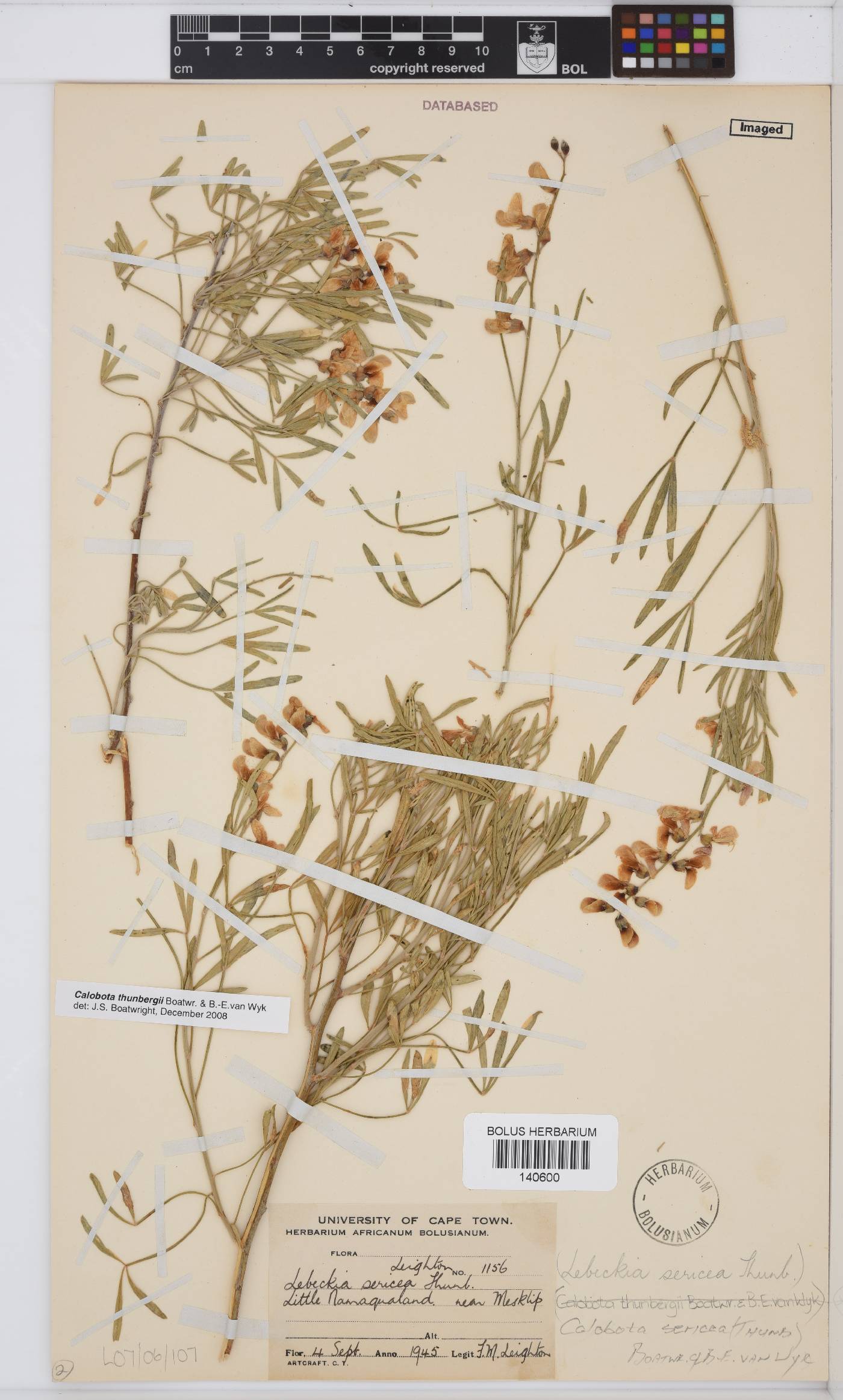 Calobota sericea image