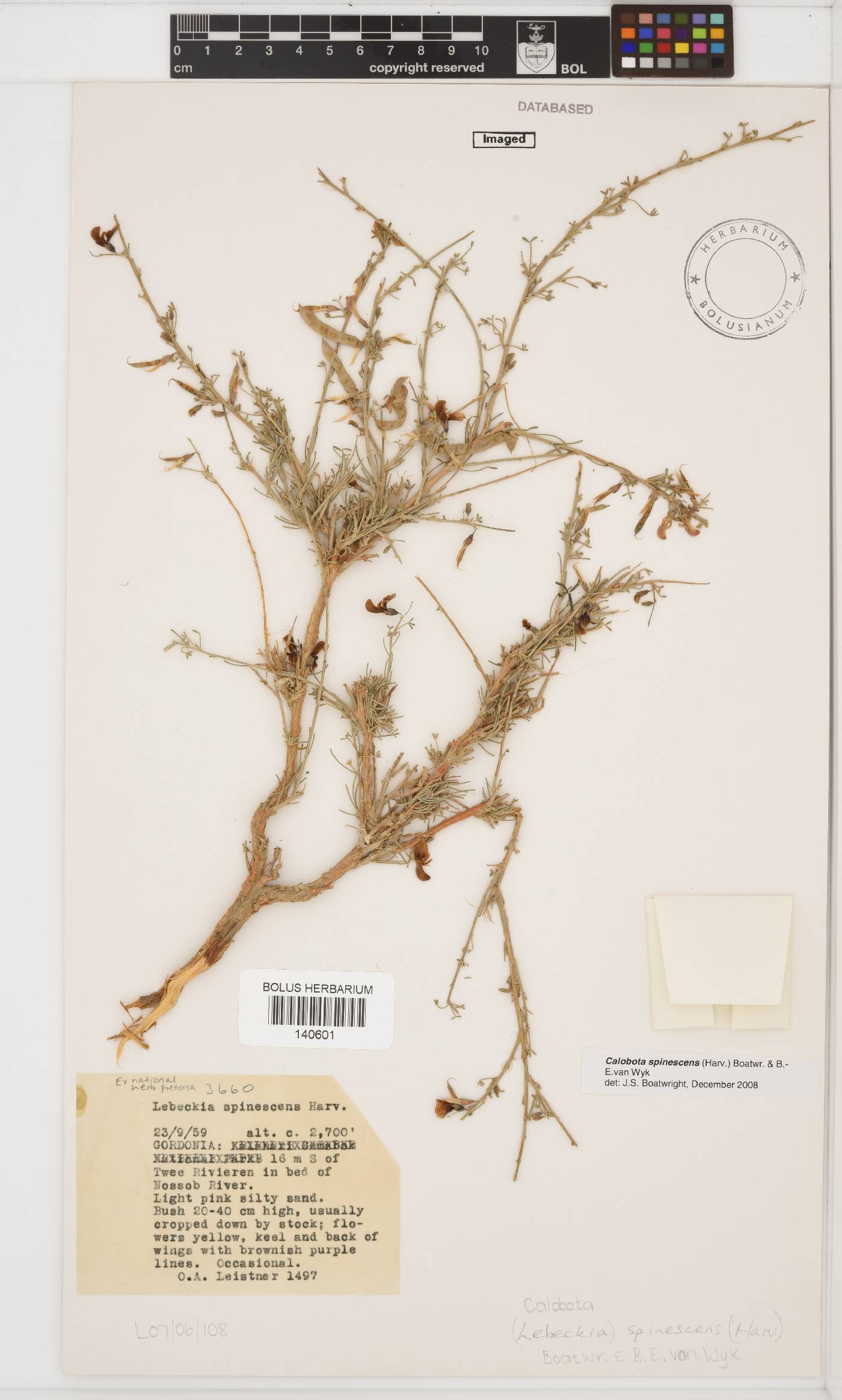 Calobota spinescens image