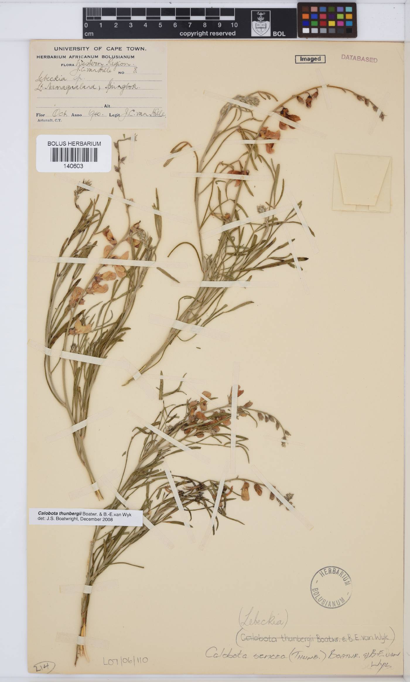 Calobota sericea image