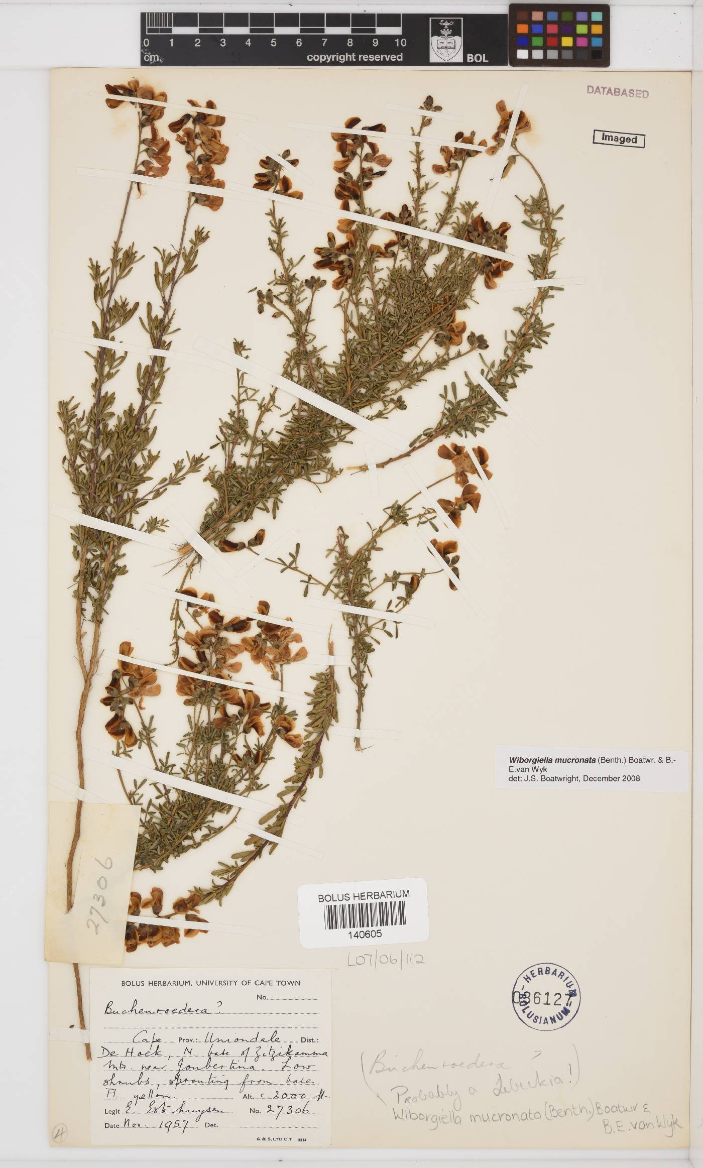 Wiborgiella mucronata image