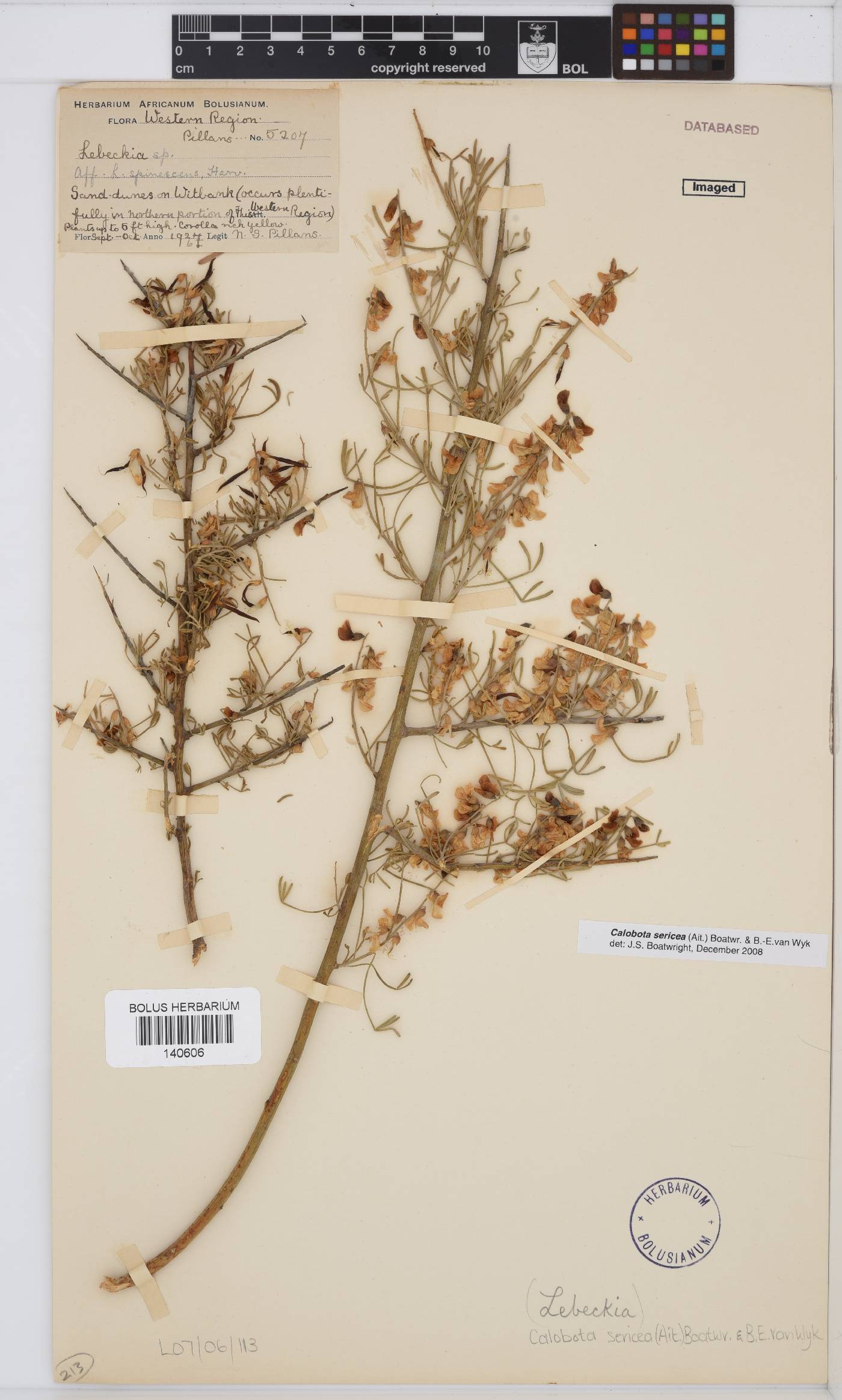 Calobota sericea image