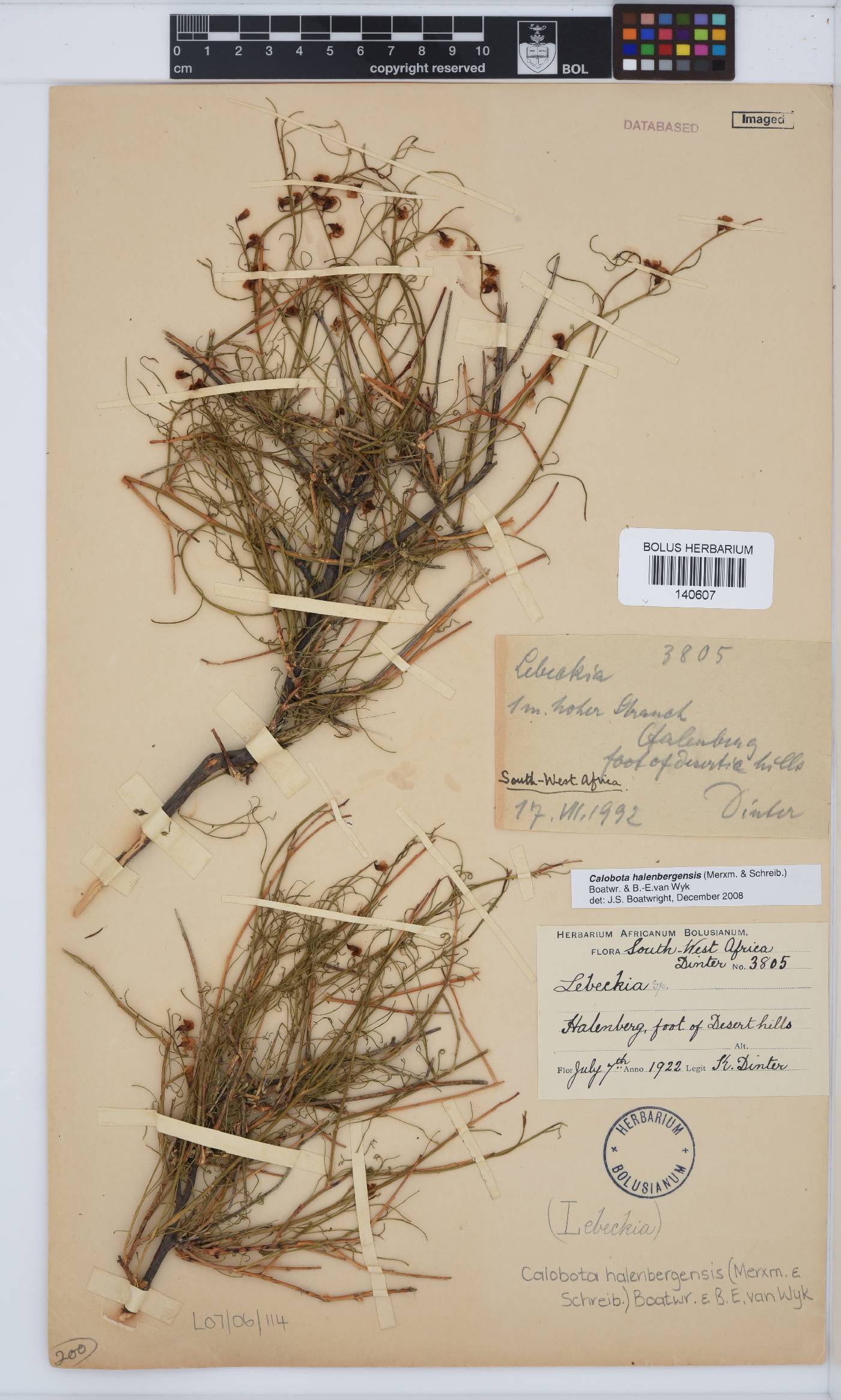 Calobota halenbergensis image