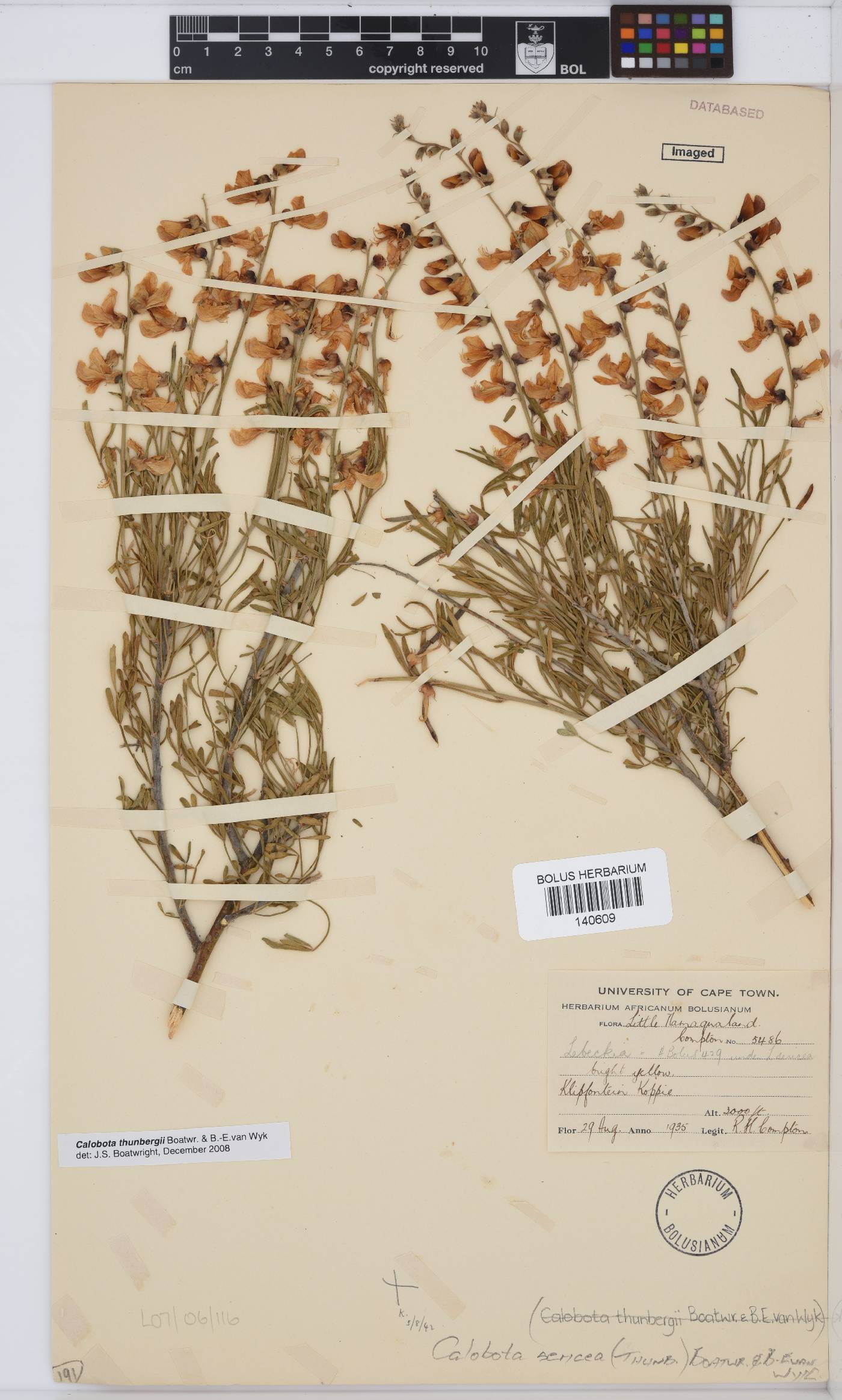 Calobota sericea image