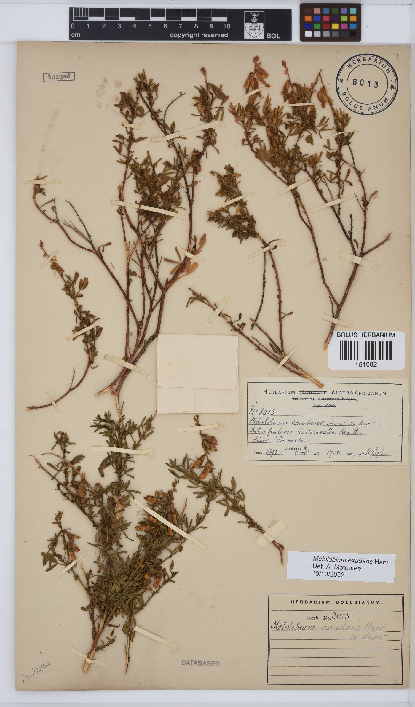Melolobium exudans image