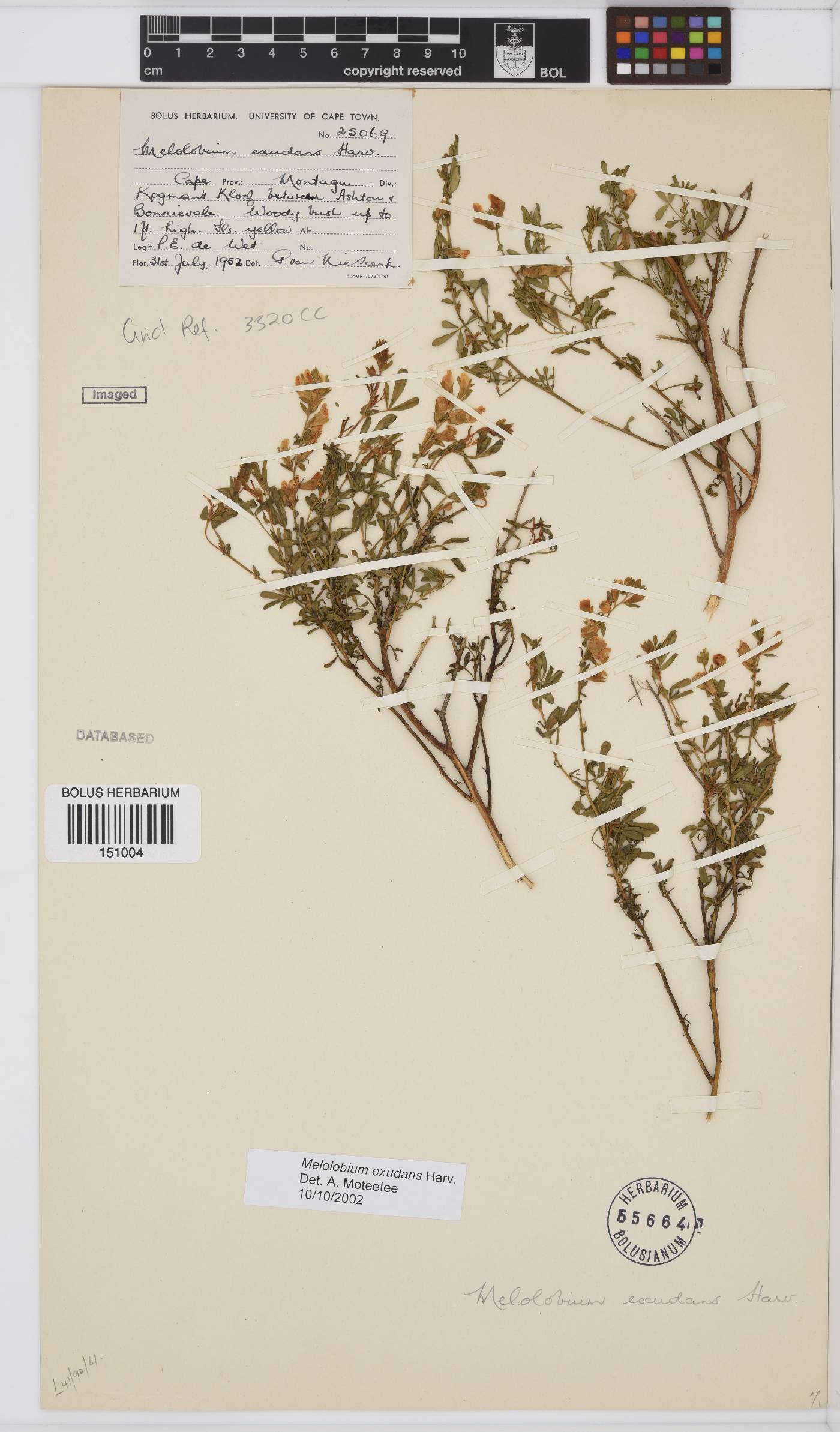 Melolobium exudans image