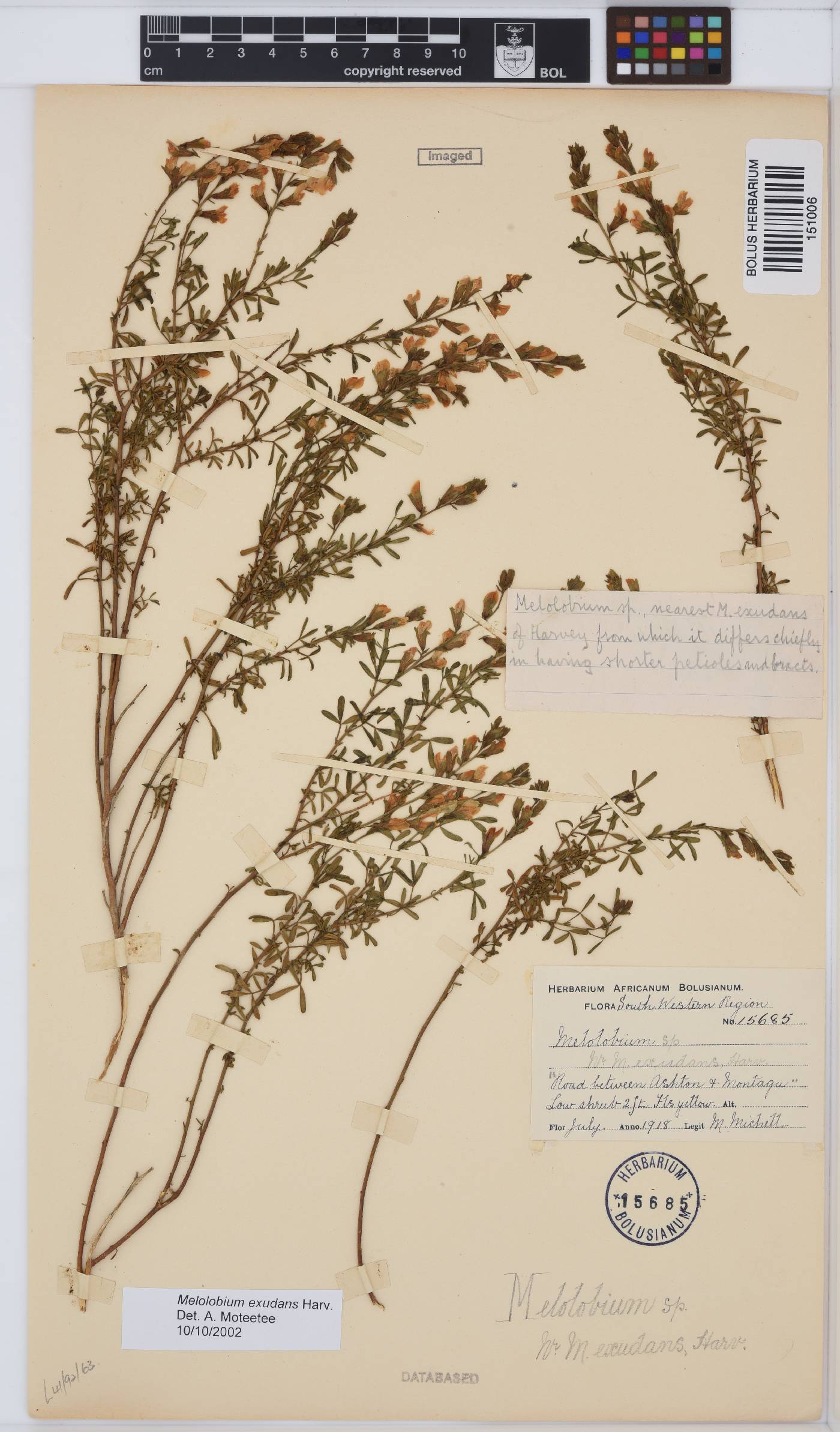 Melolobium exudans image