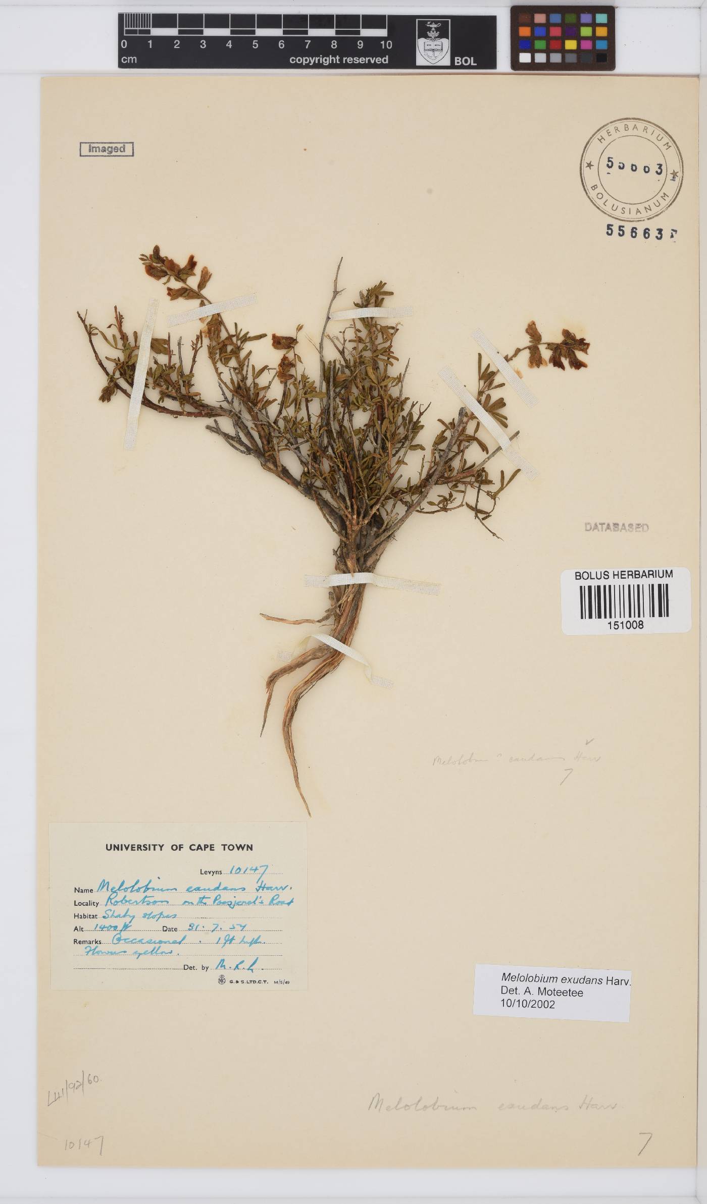 Melolobium exudans image