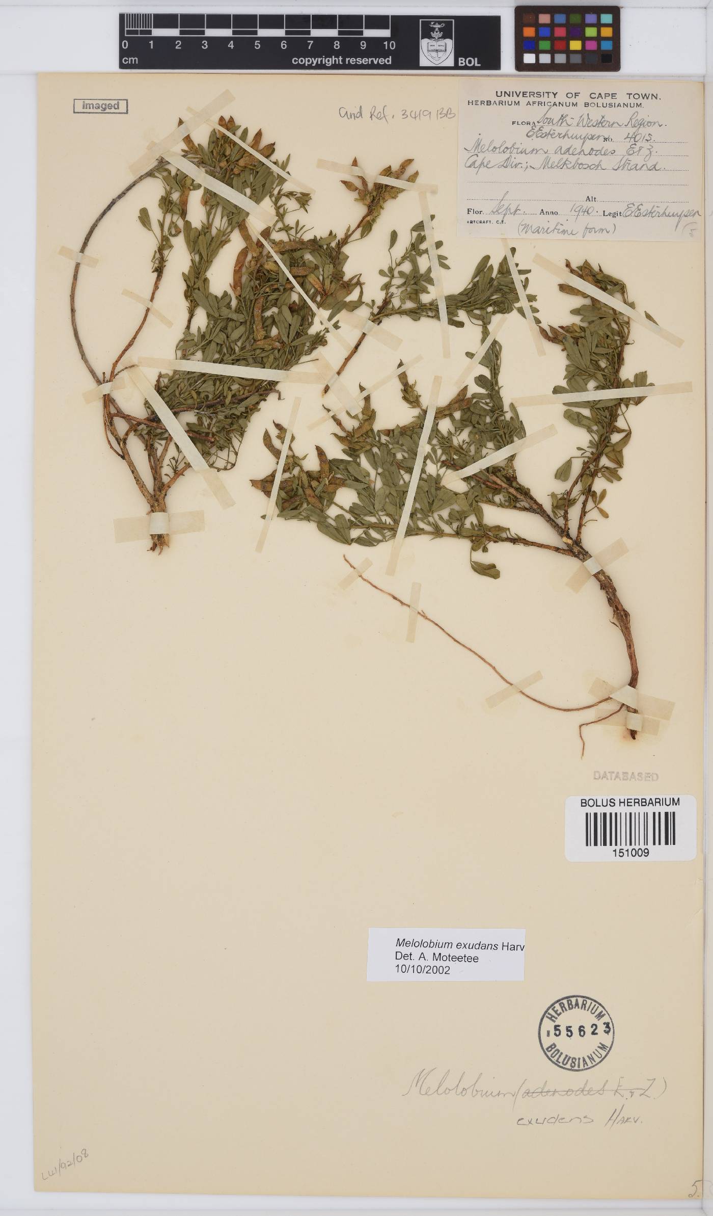Melolobium exudans image