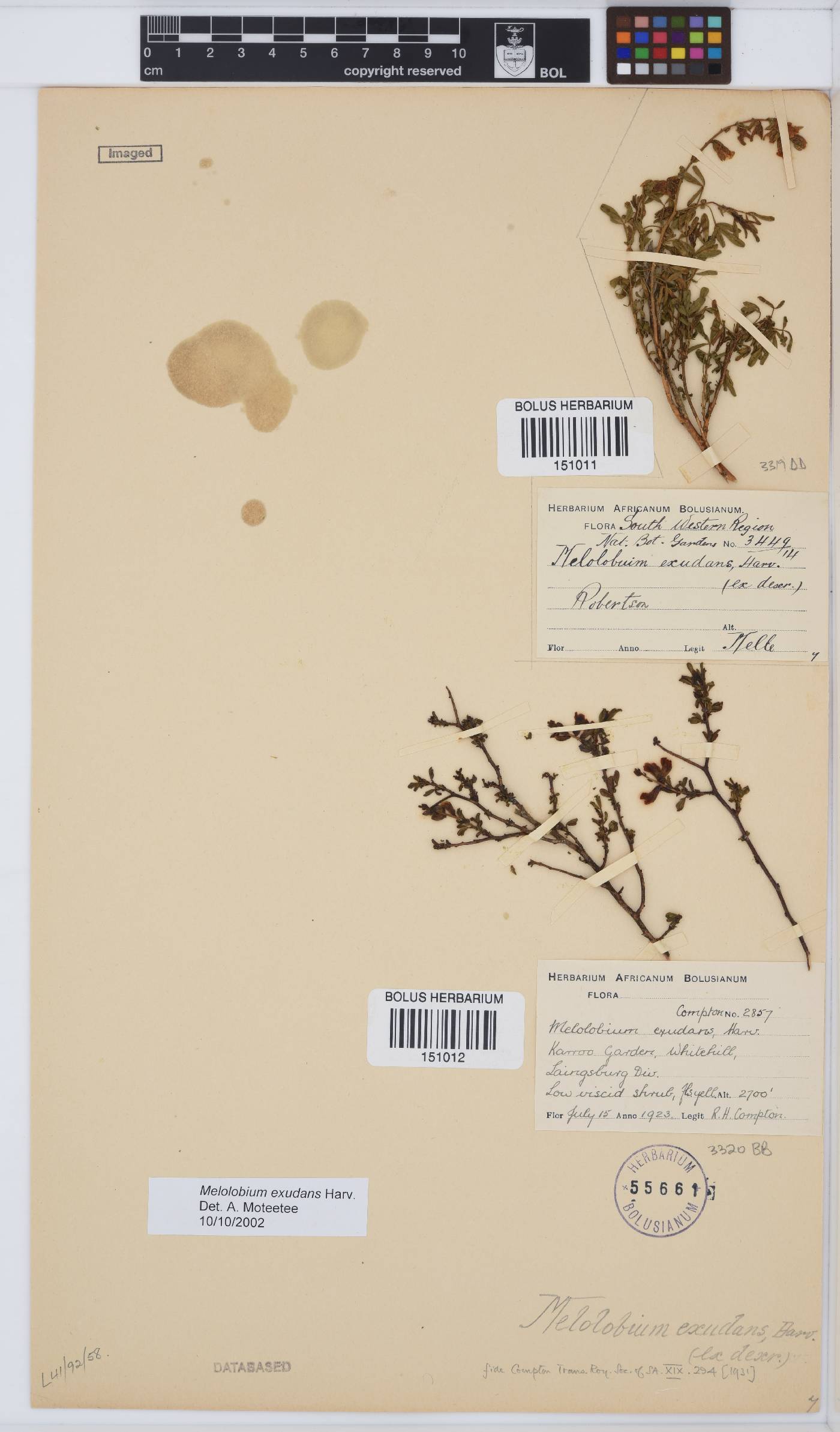 Melolobium exudans image