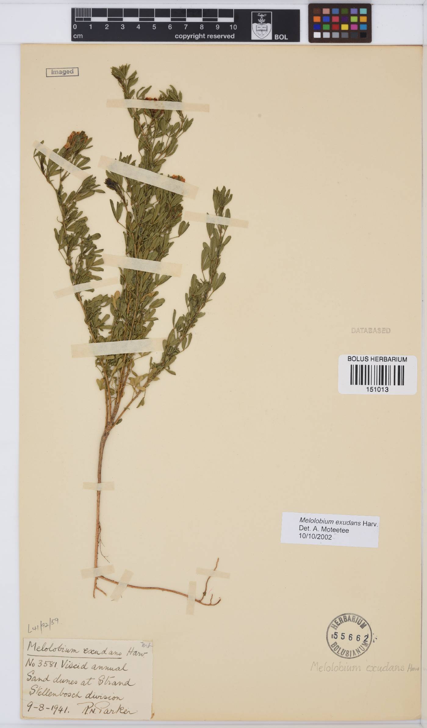 Melolobium exudans image