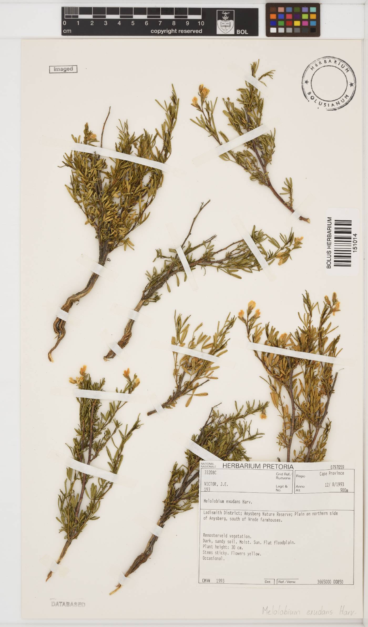 Melolobium exudans image