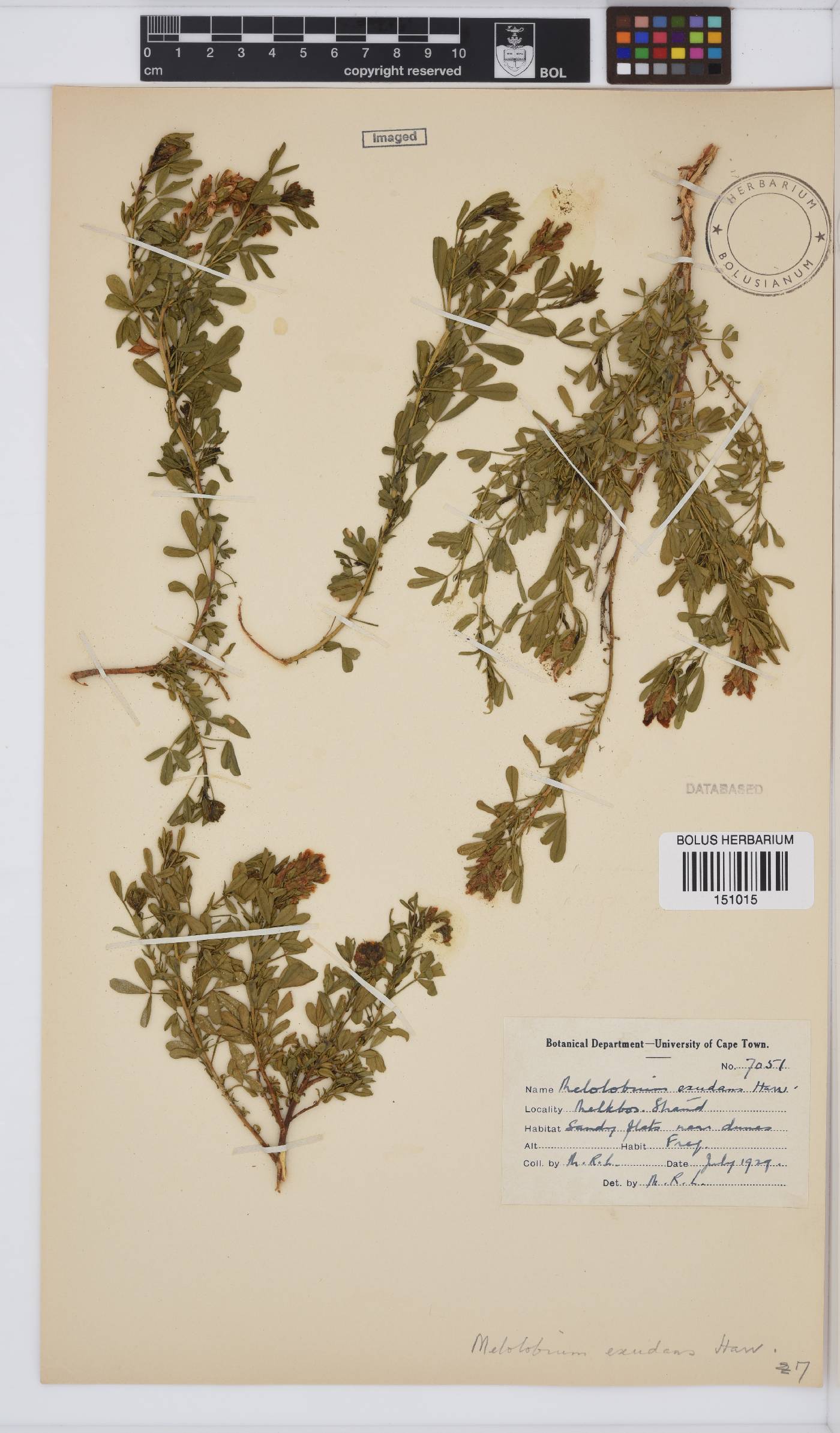 Melolobium exudans image