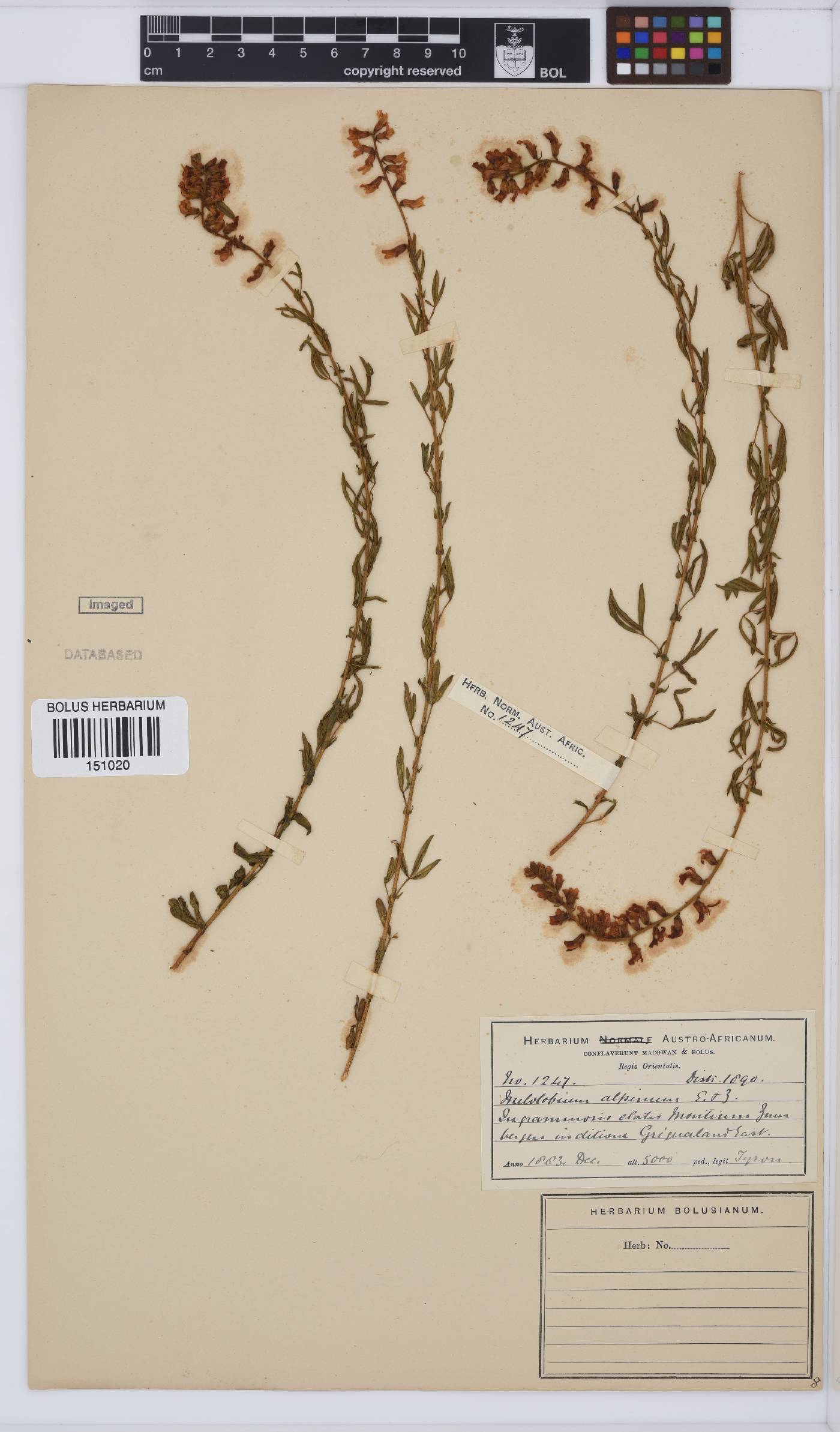 Melolobium alpinum image