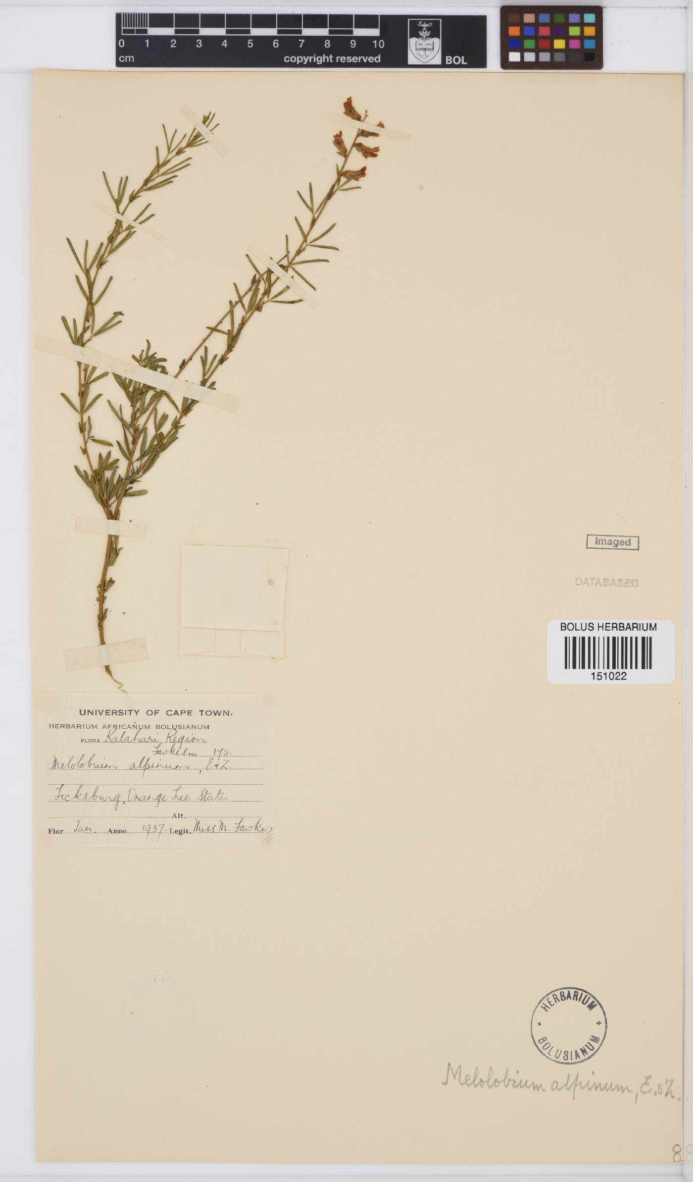 Melolobium alpinum image