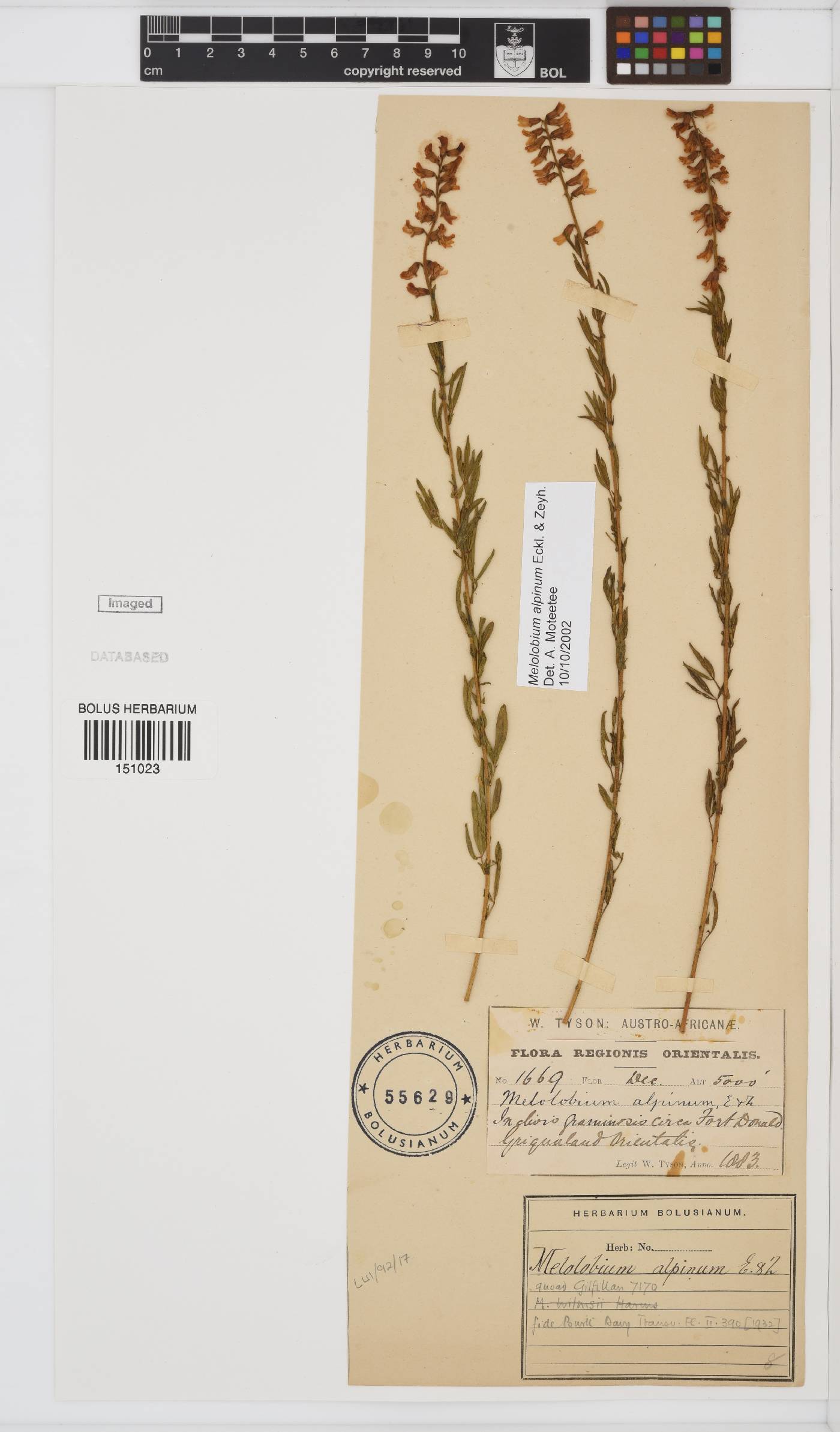 Melolobium alpinum image