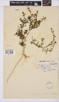 Image of Melolobium aethiopicum
