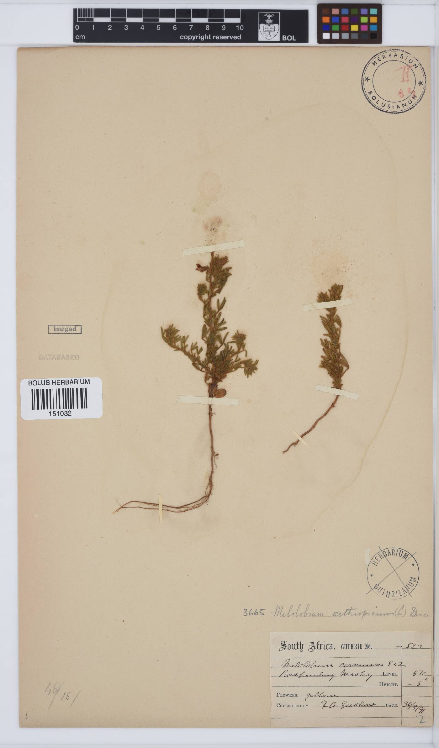 Melolobium aethiopicum image