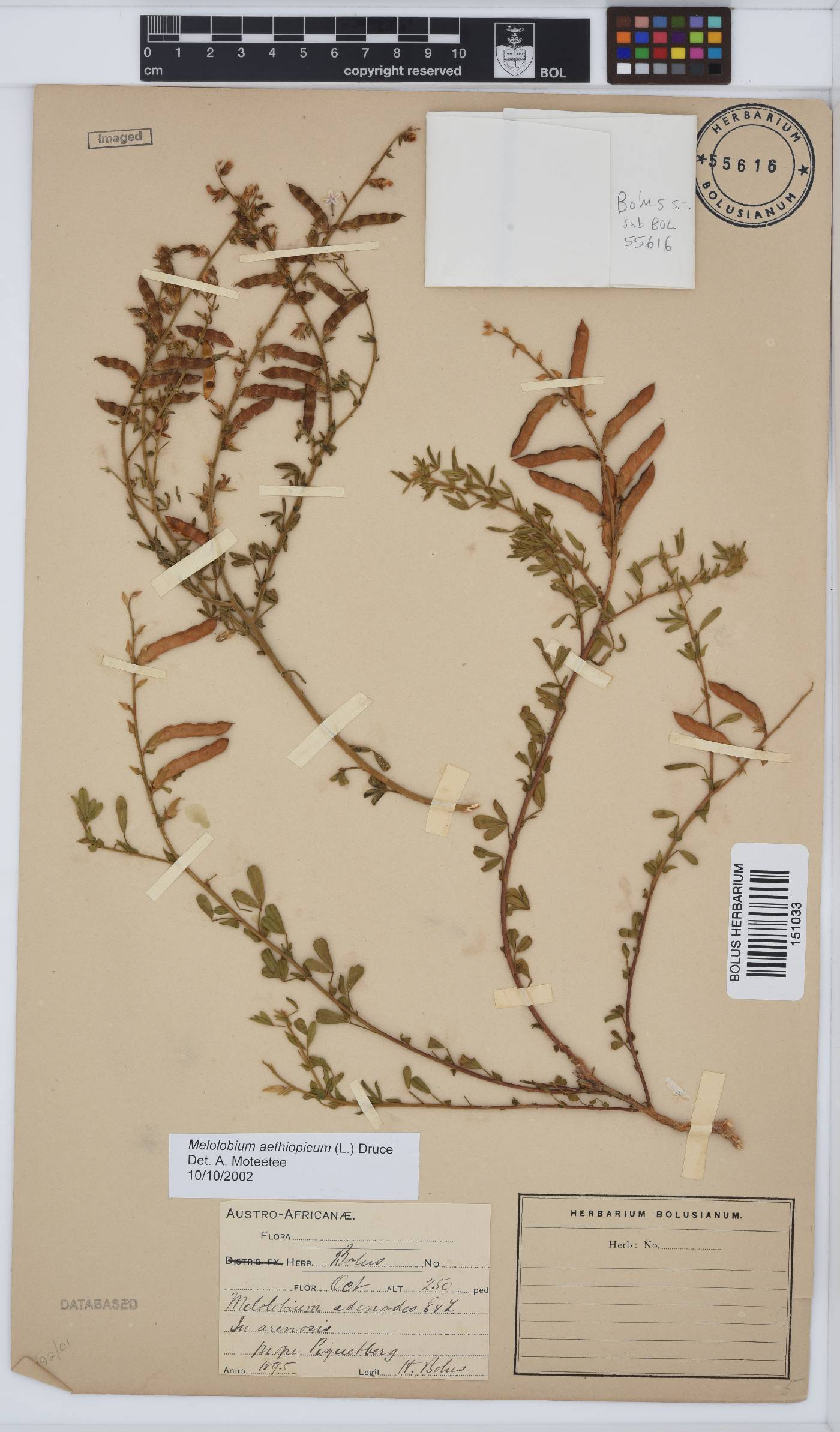 Melolobium aethiopicum image