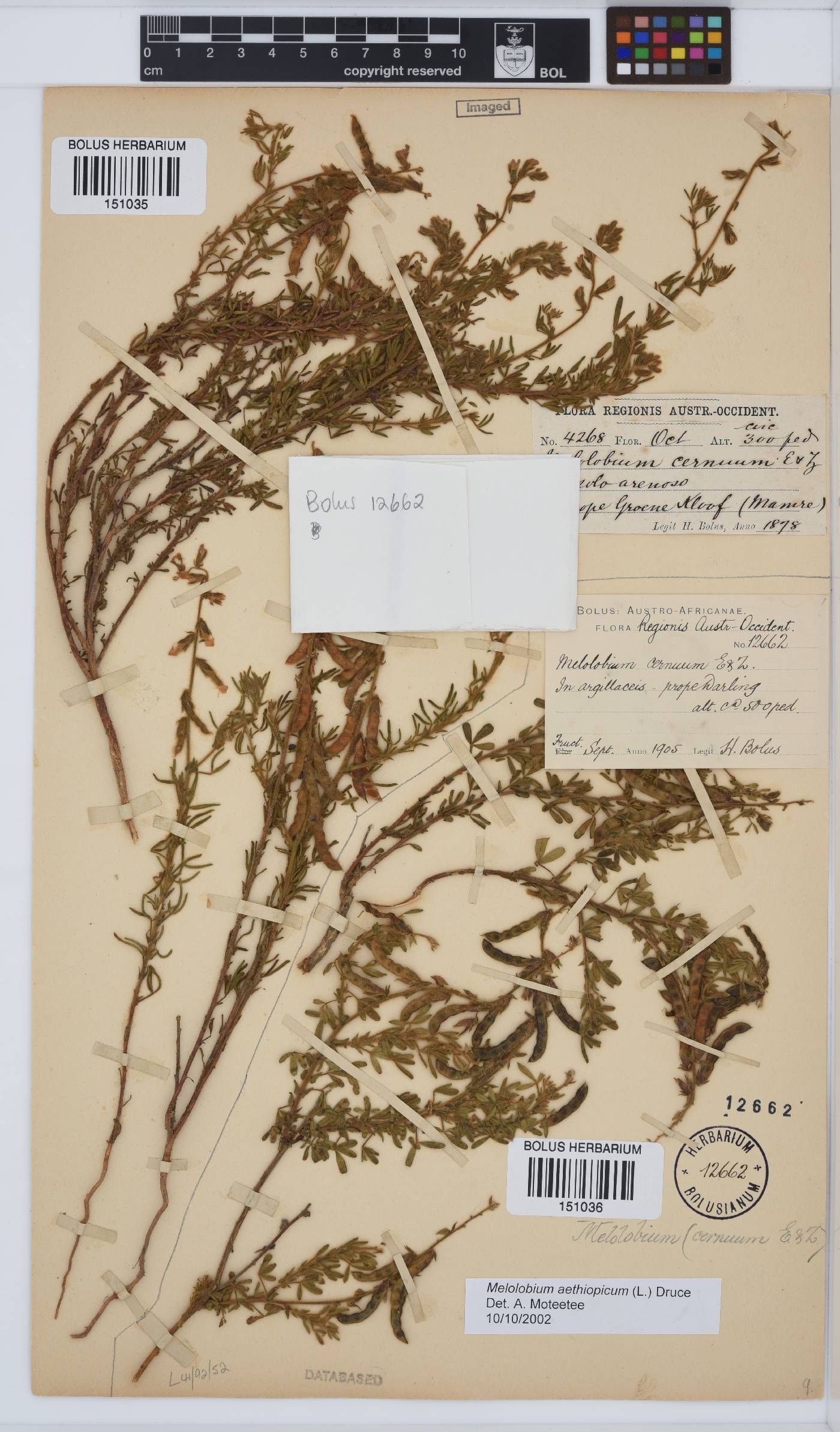 Melolobium aethiopicum image
