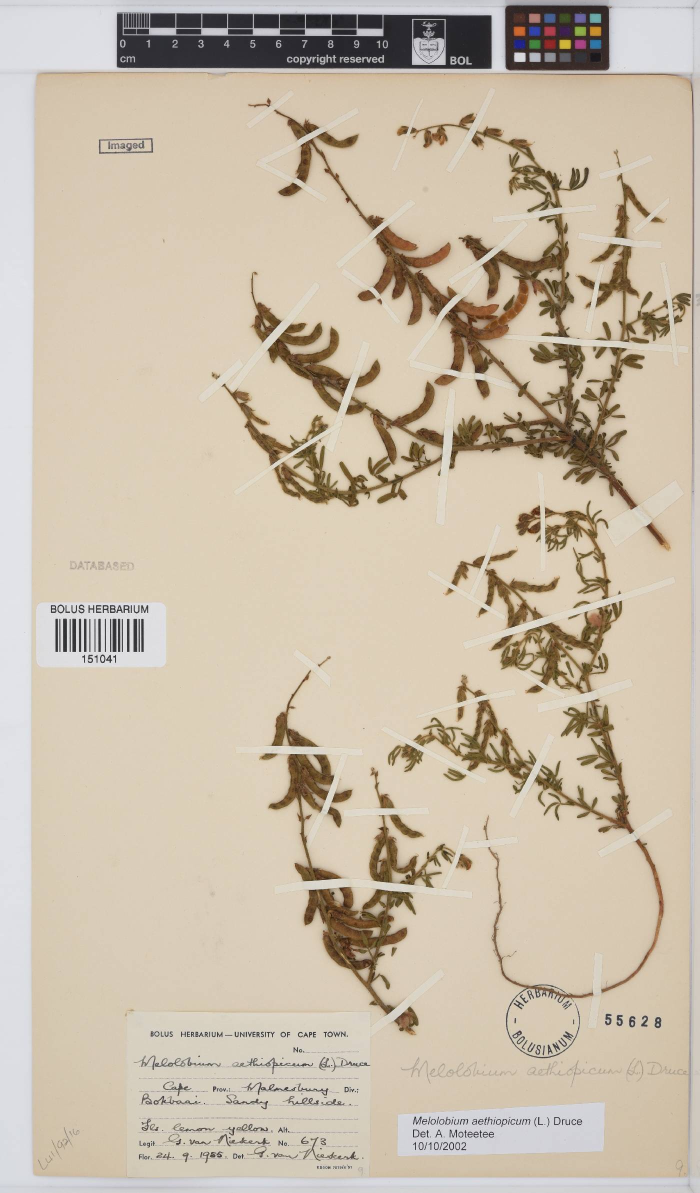 Melolobium aethiopicum image