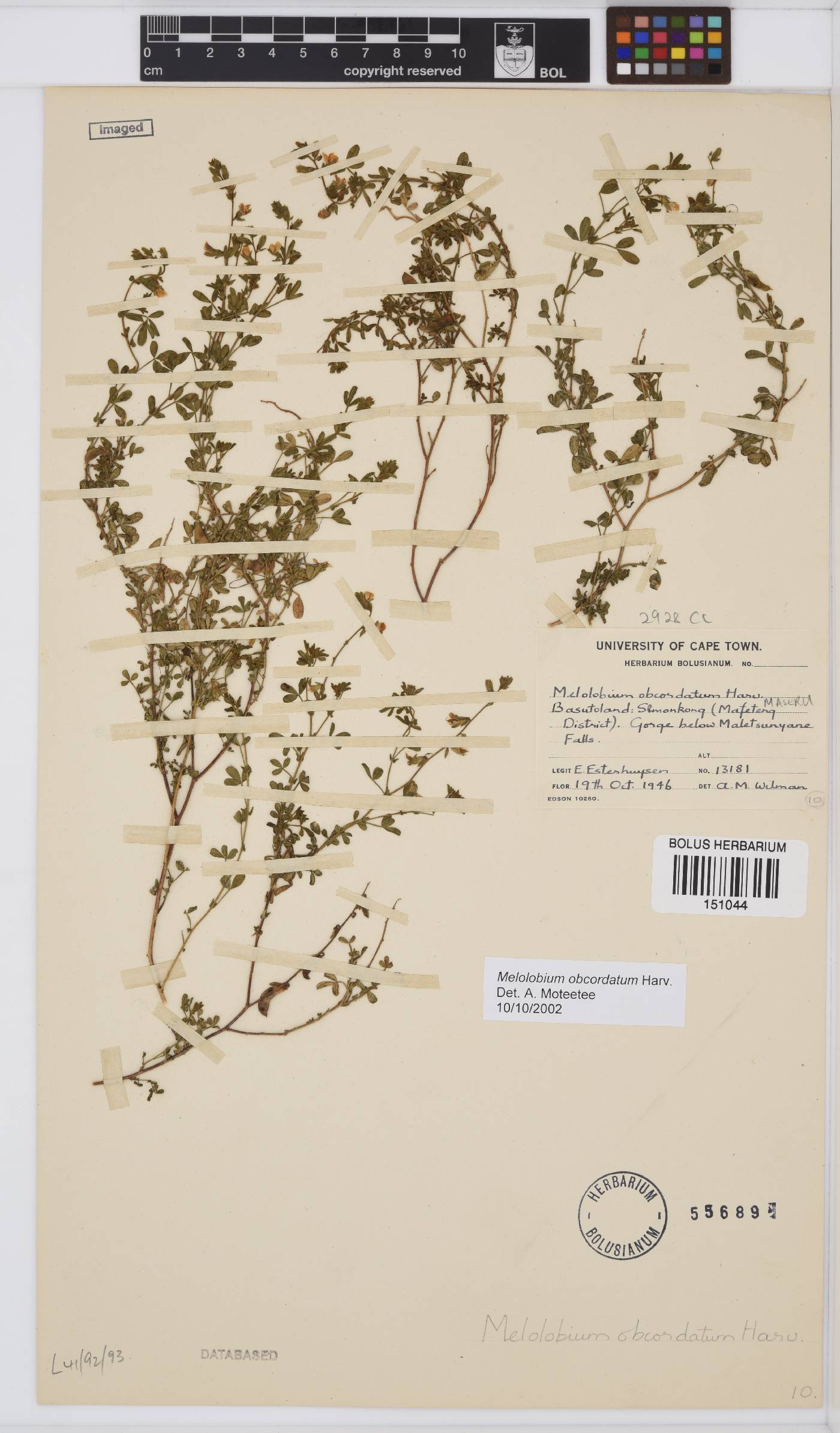 Melolobium obcordatum image