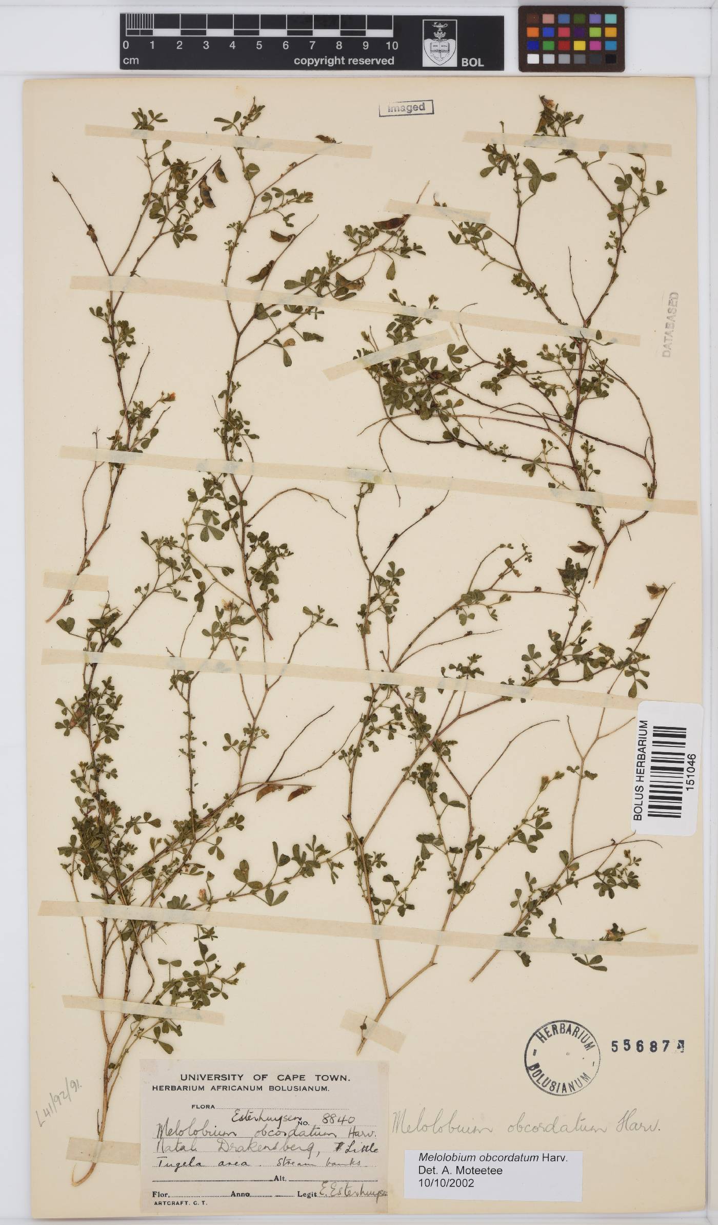 Melolobium obcordatum image