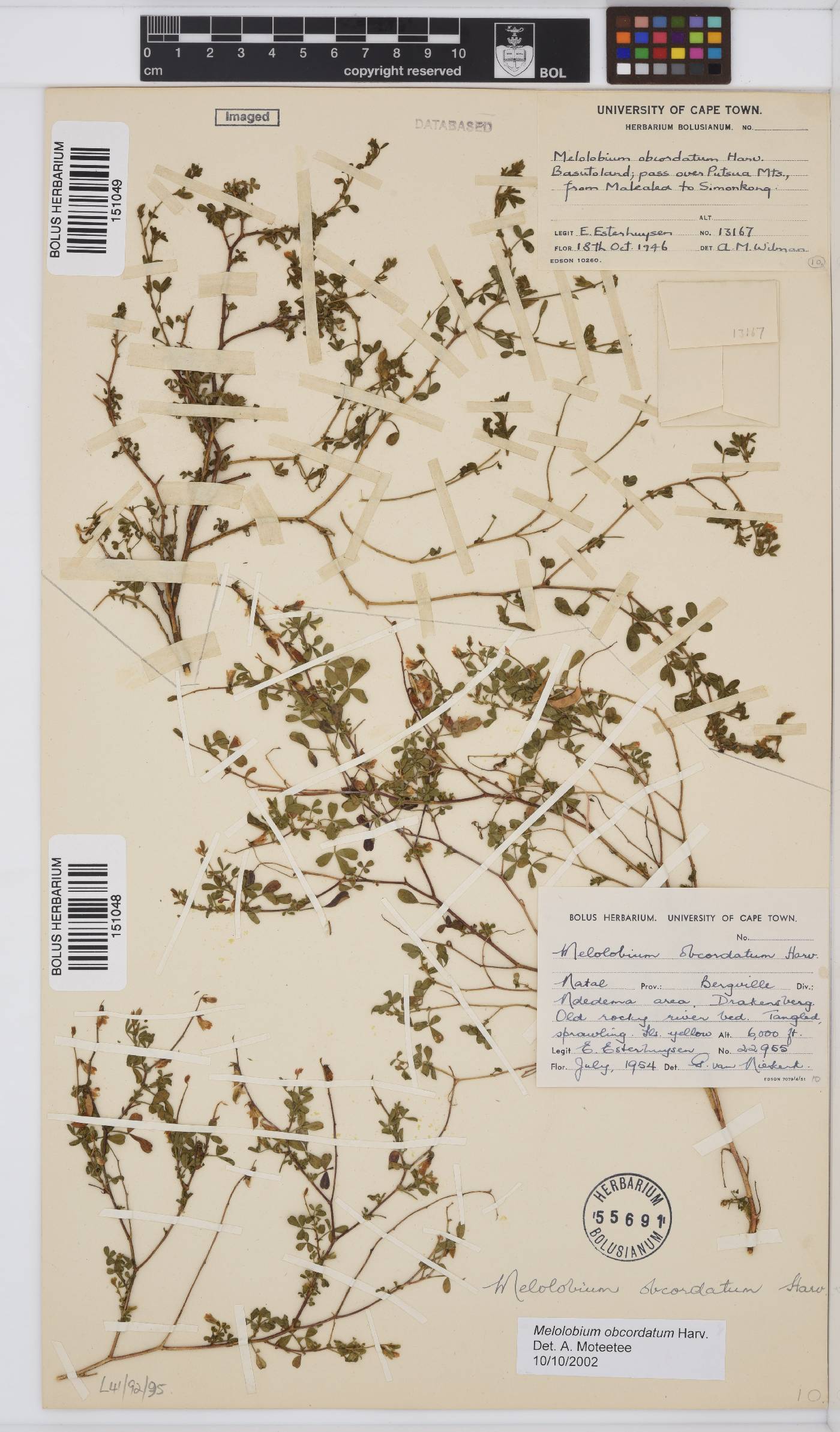 Melolobium obcordatum image