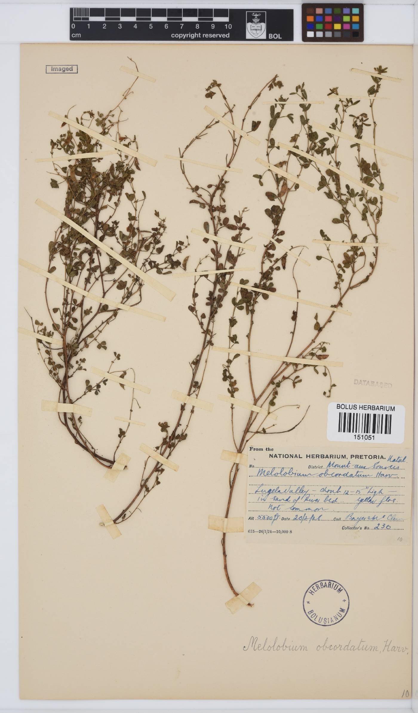 Melolobium obcordatum image