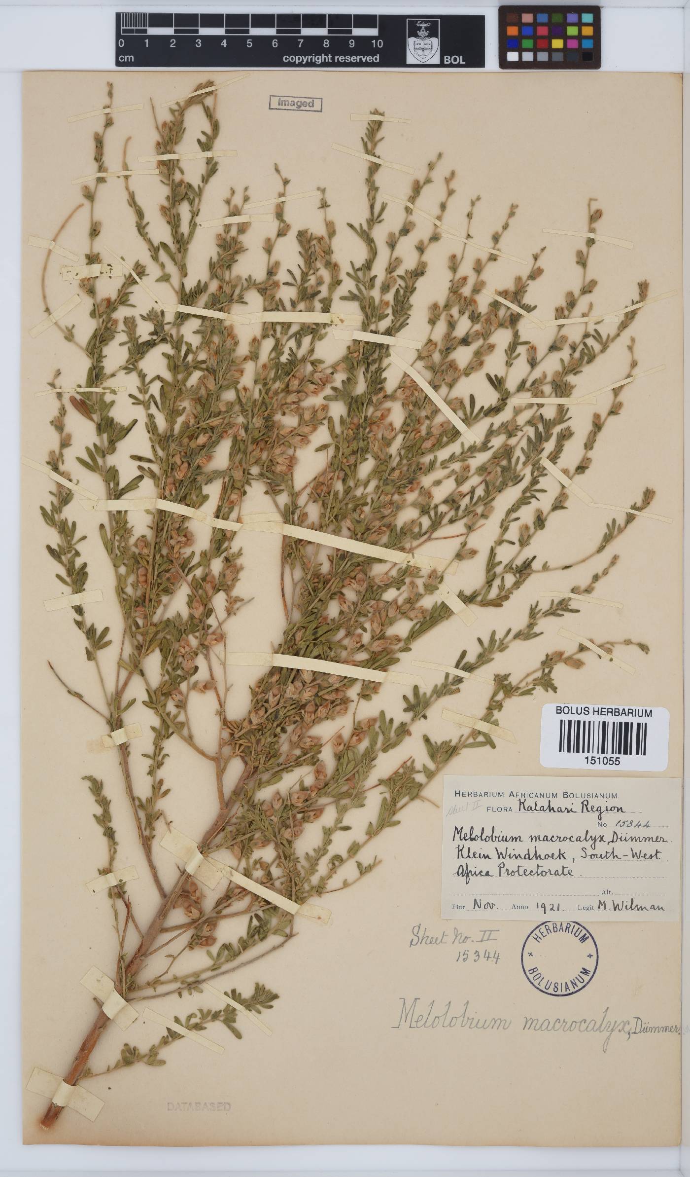 Melolobium macrocalyx image