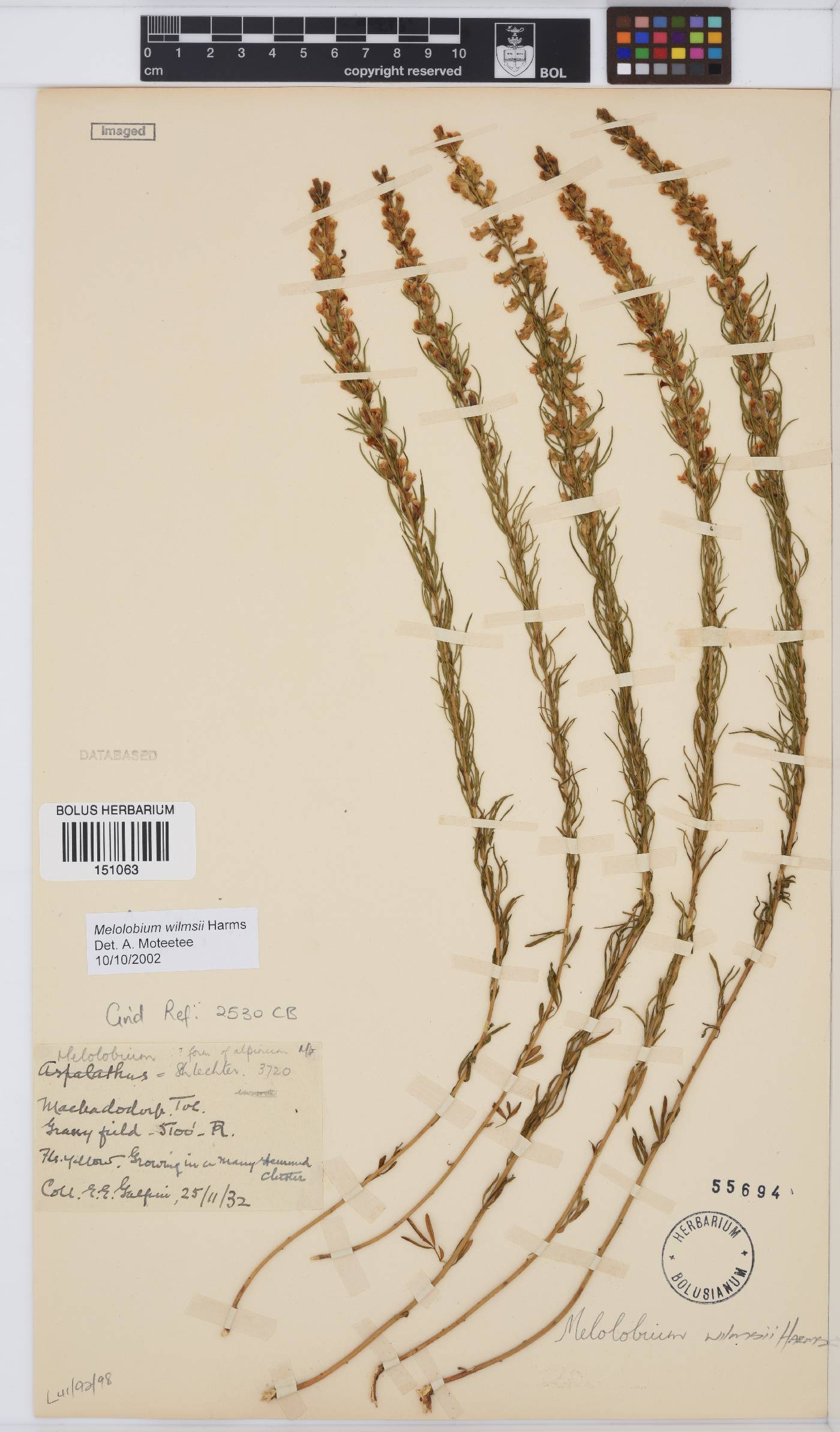 Melolobium wilmsii image