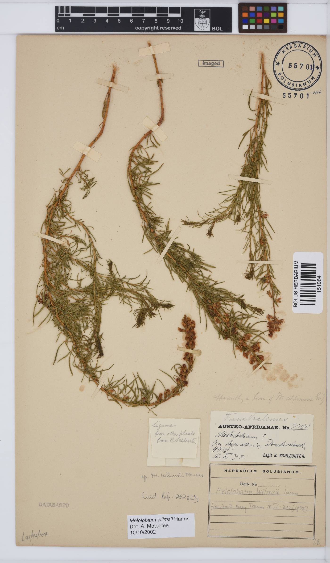 Melolobium wilmsii image