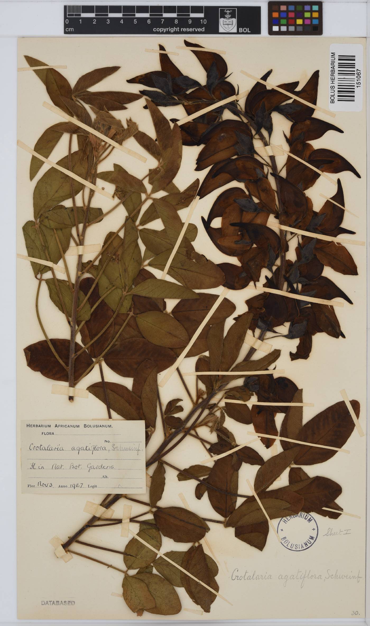 Crotalaria agatiflora subsp. agatiflora image