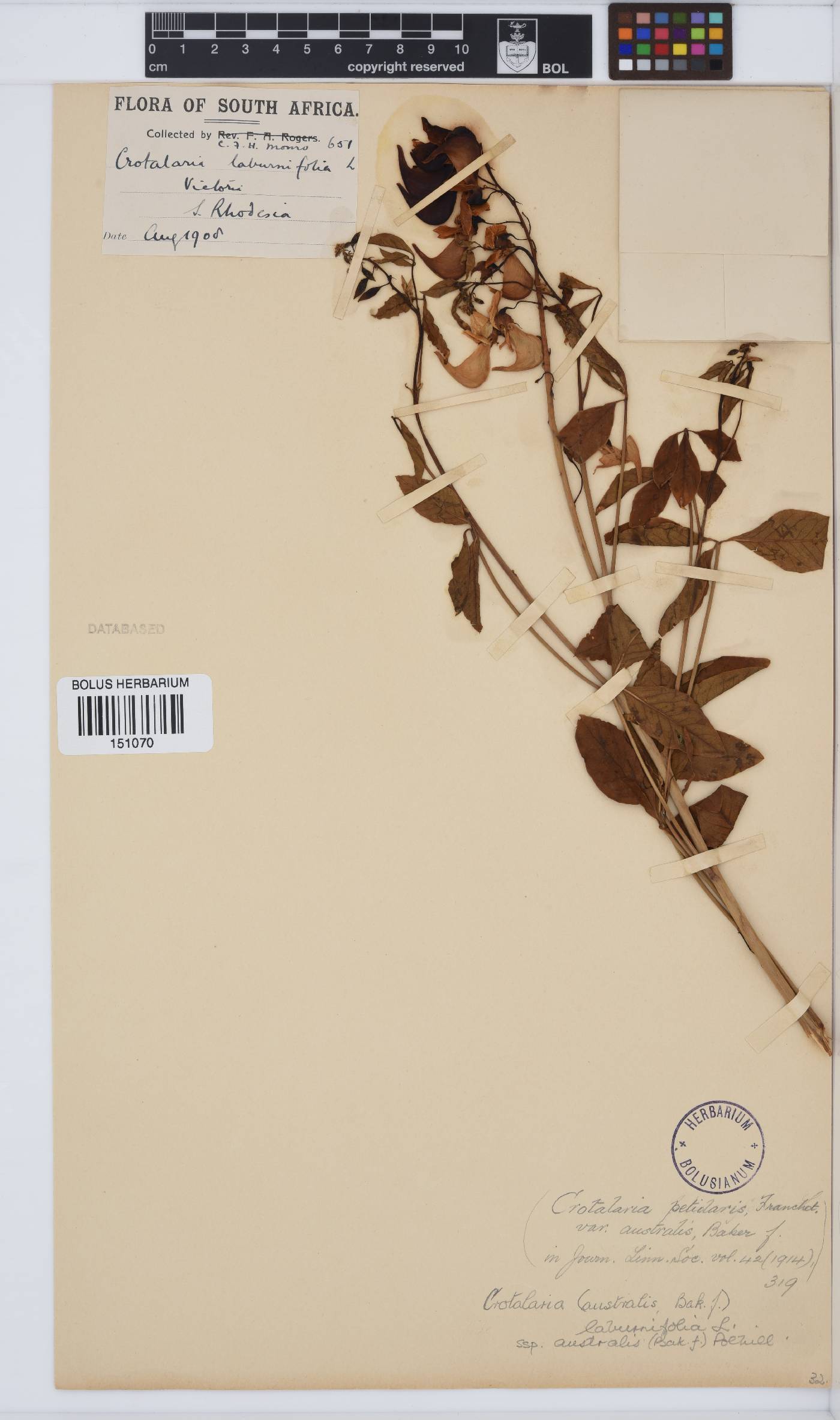 Crotalaria laburnifolia image