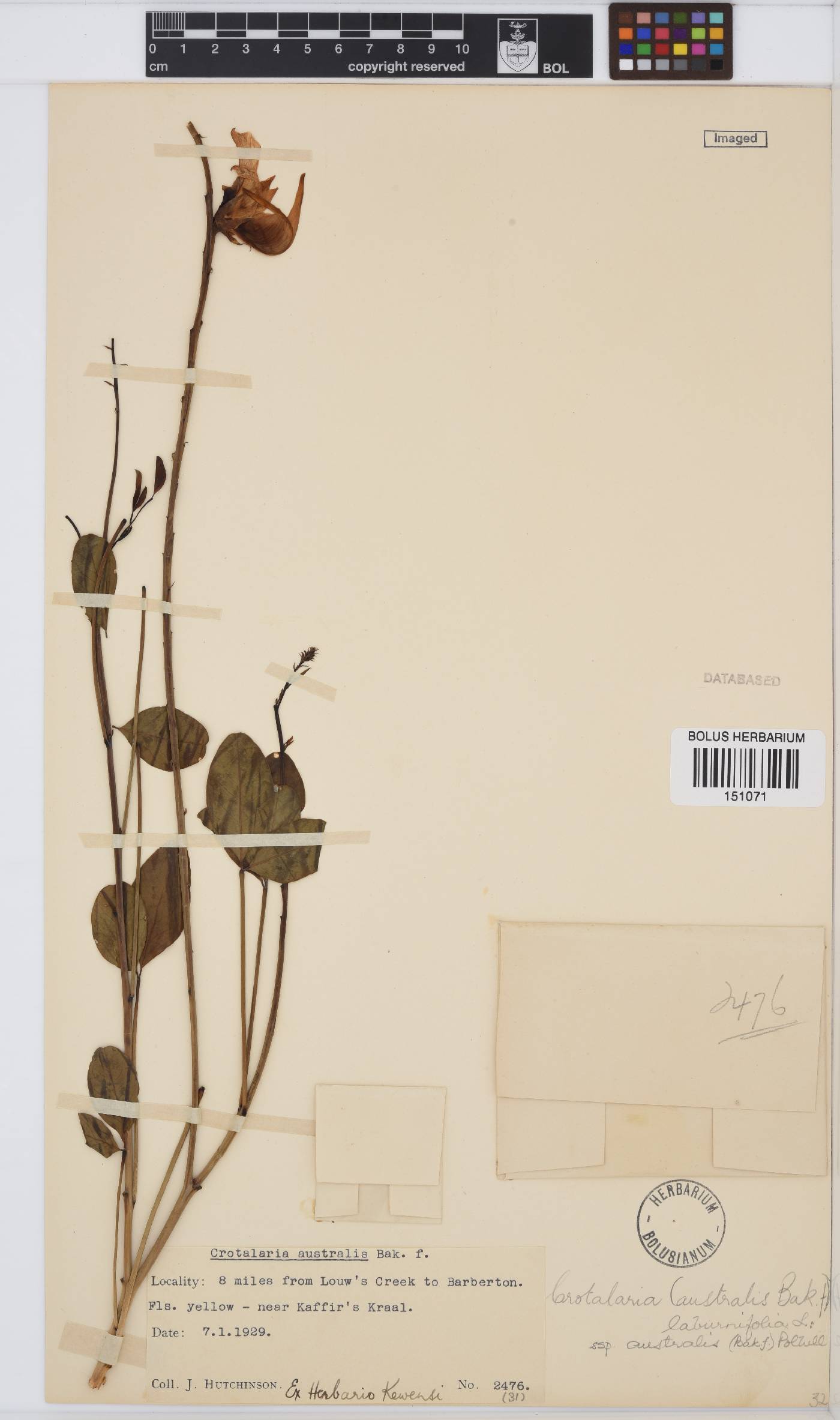 Crotalaria laburnifolia subsp. australis image