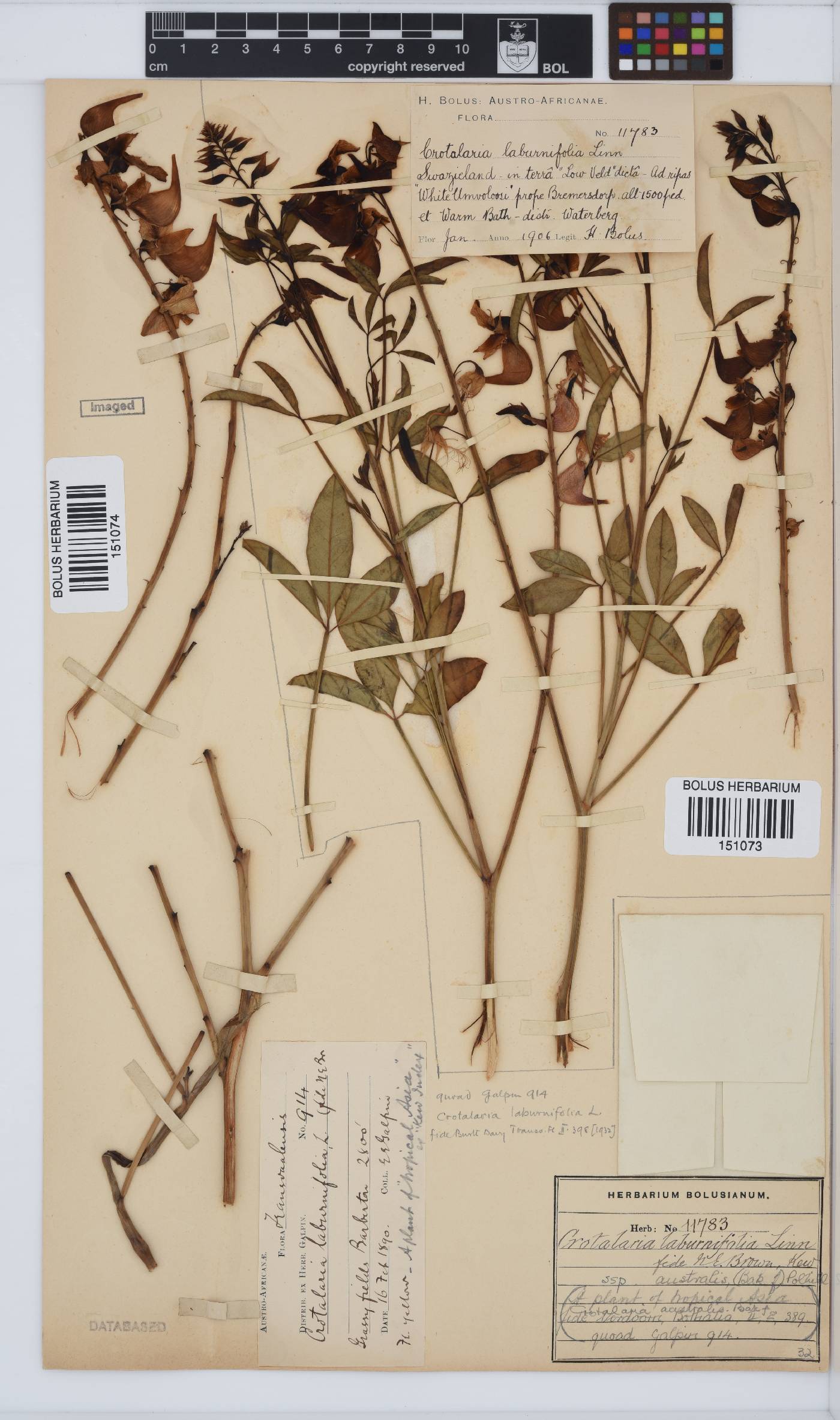 Crotalaria laburnifolia subsp. australis image