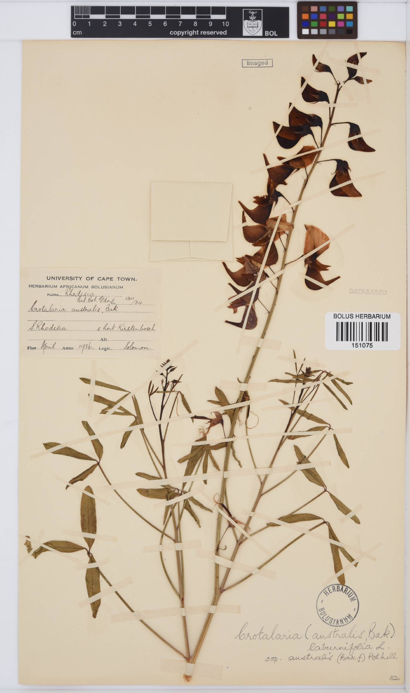 Crotalaria laburnifolia subsp. australis image