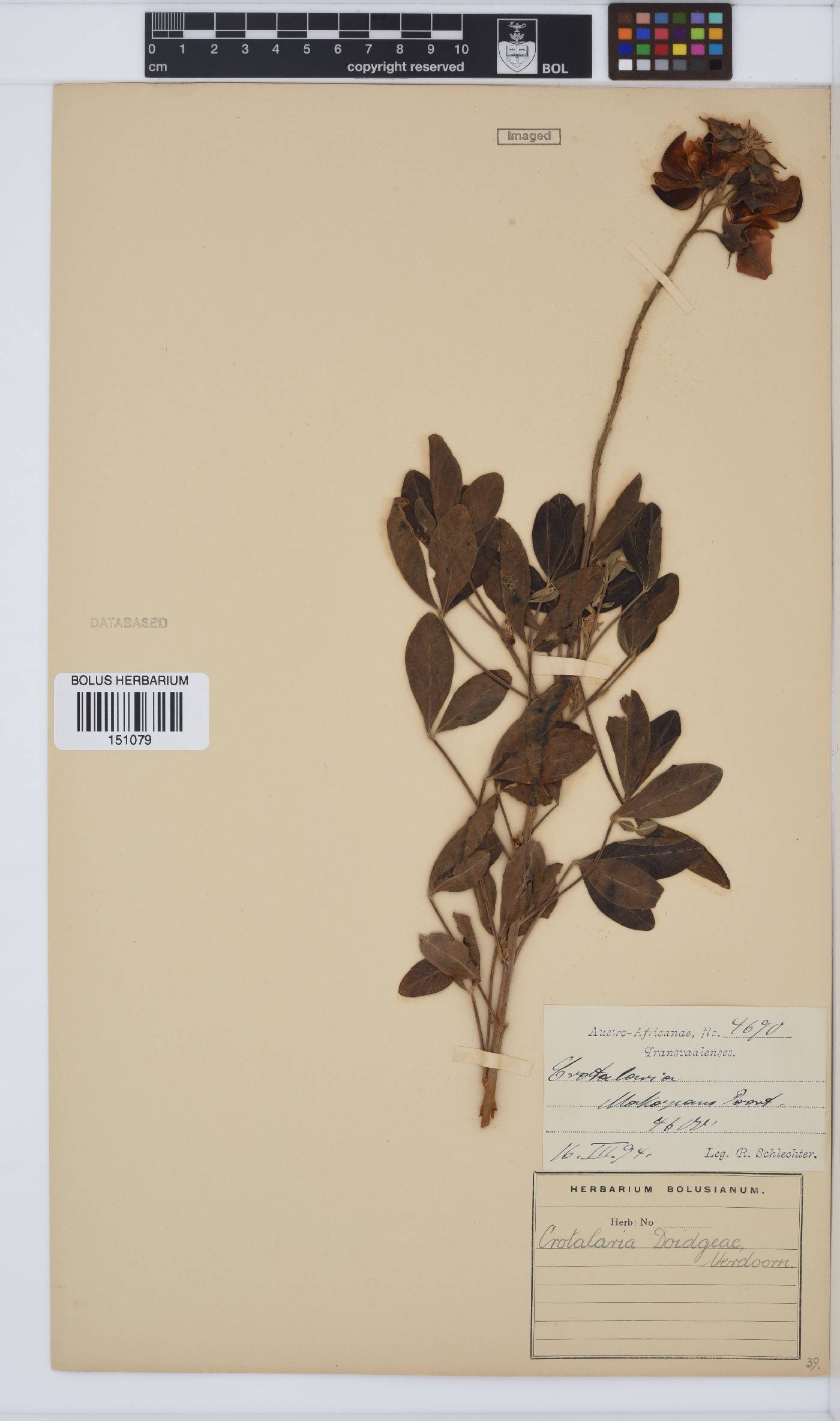 Crotalaria doidgeae image