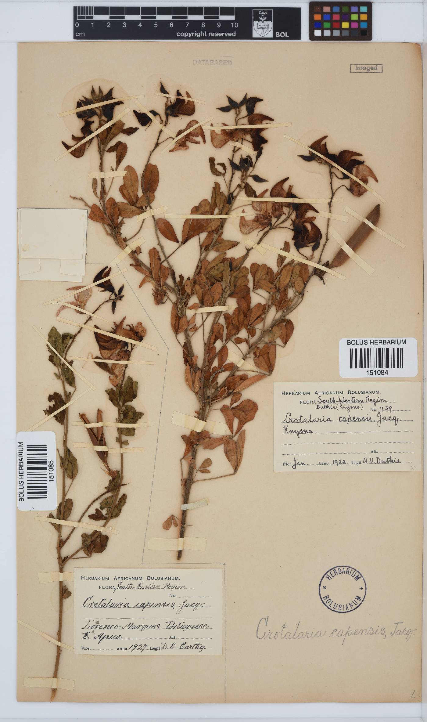 Crotalaria image