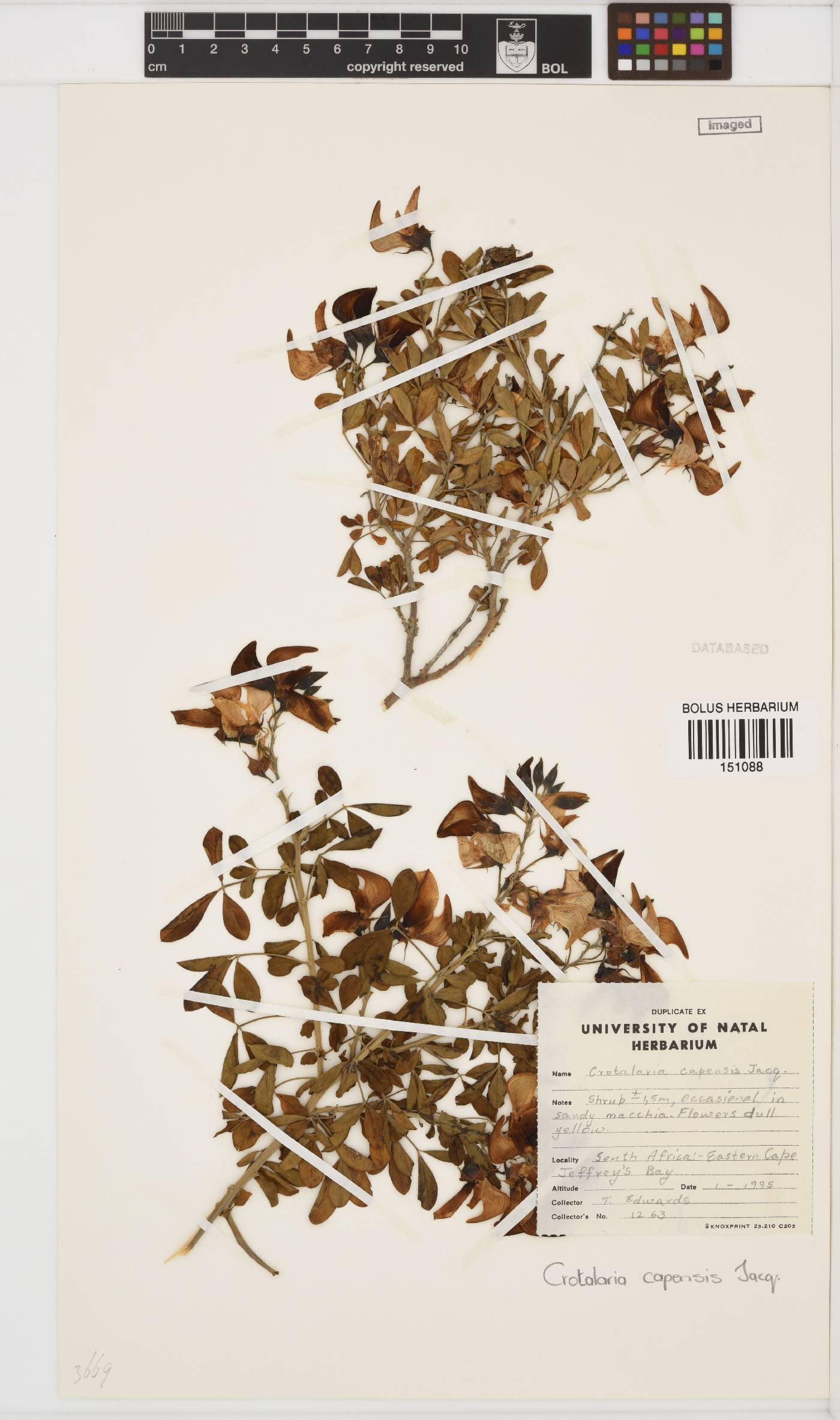 Crotalaria capensis image