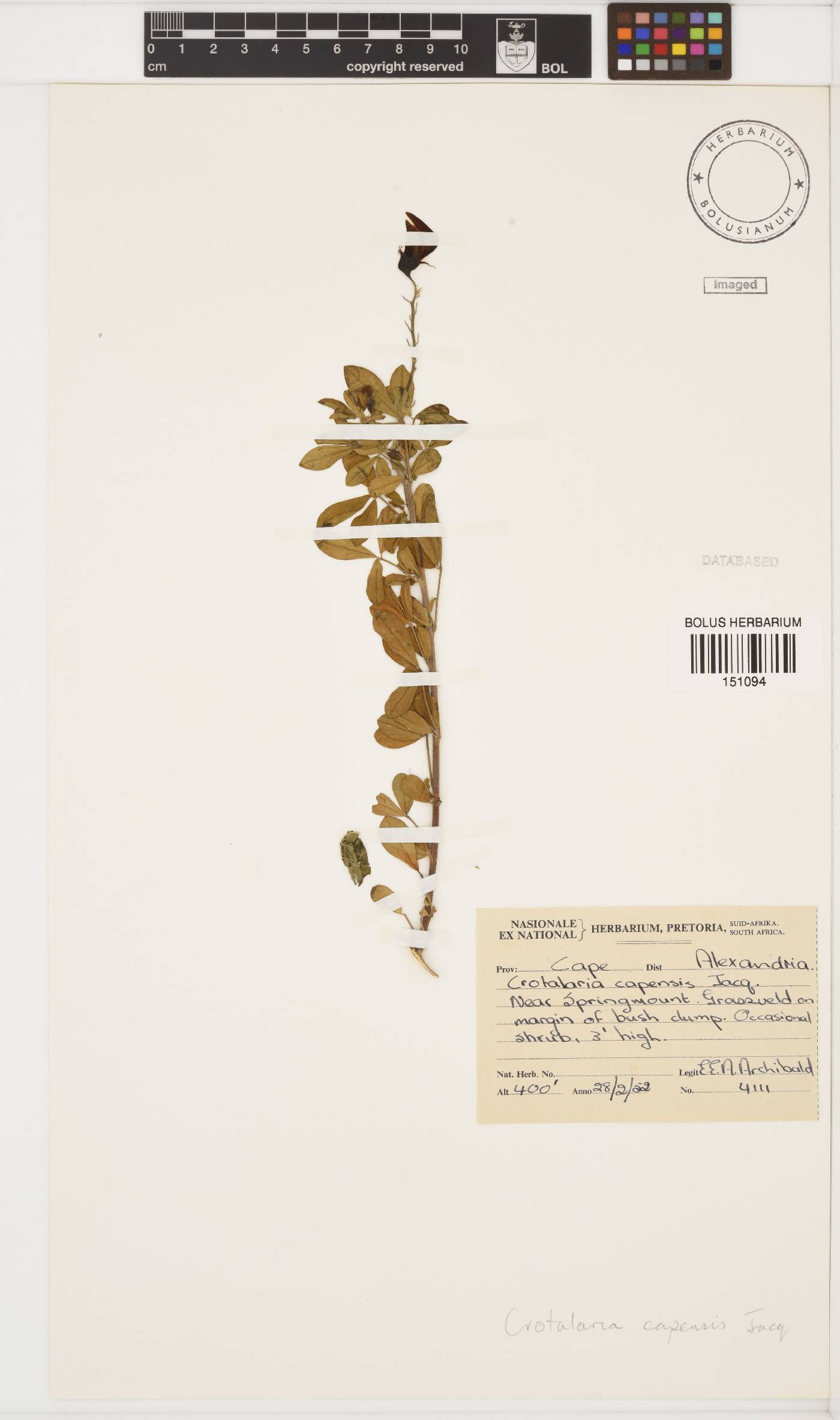 Crotalaria capensis image