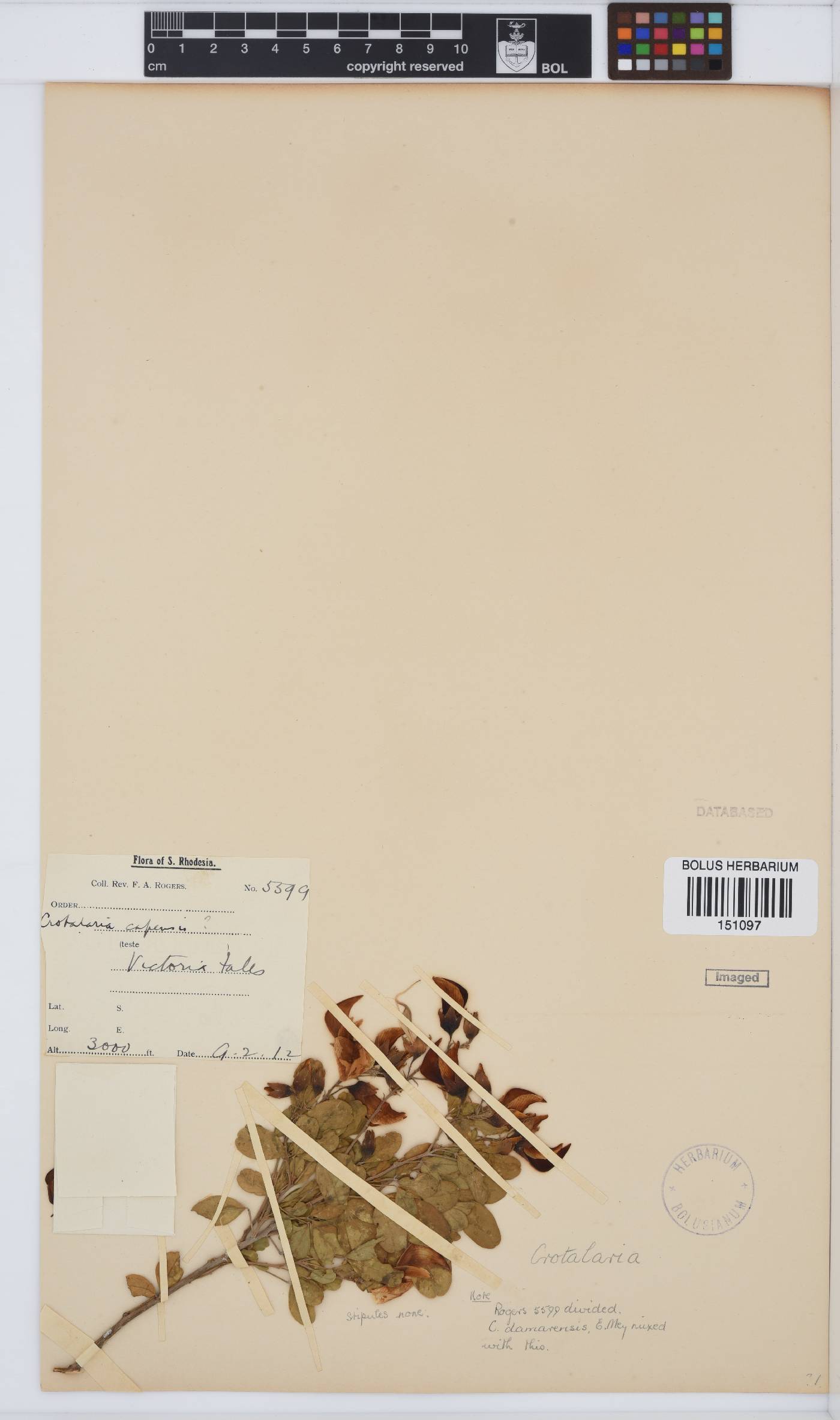 Crotalaria capensis image