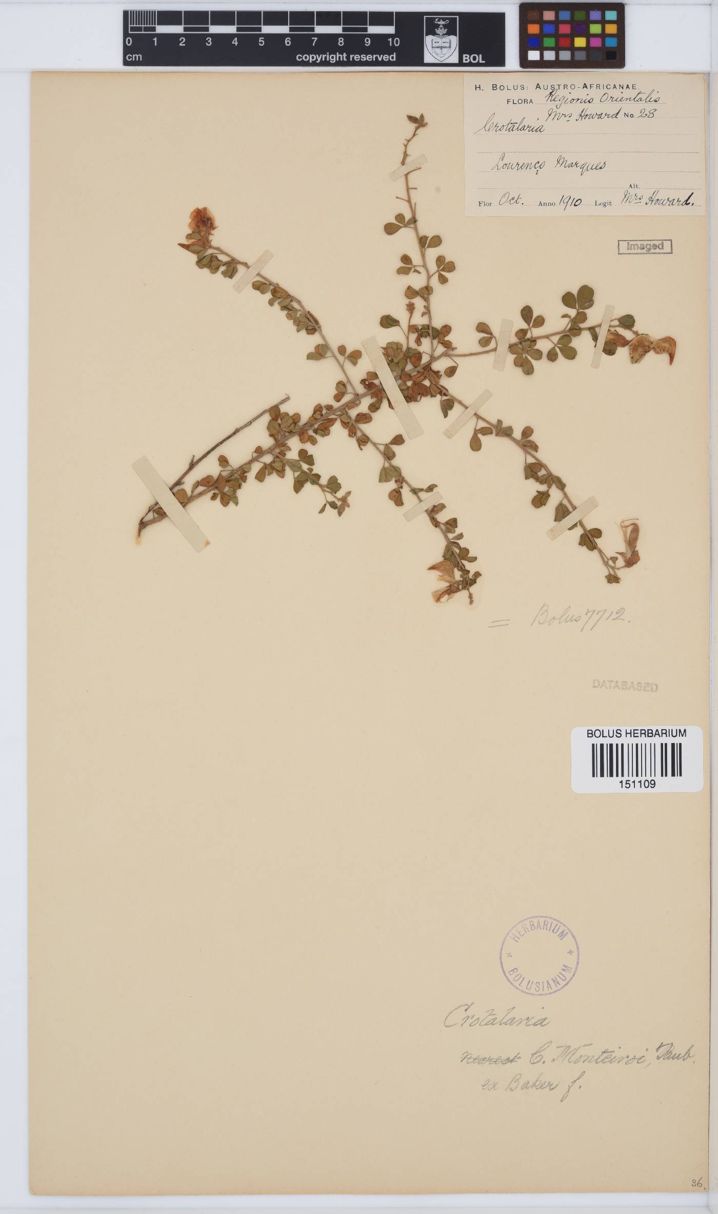 Crotalaria monteiroi image