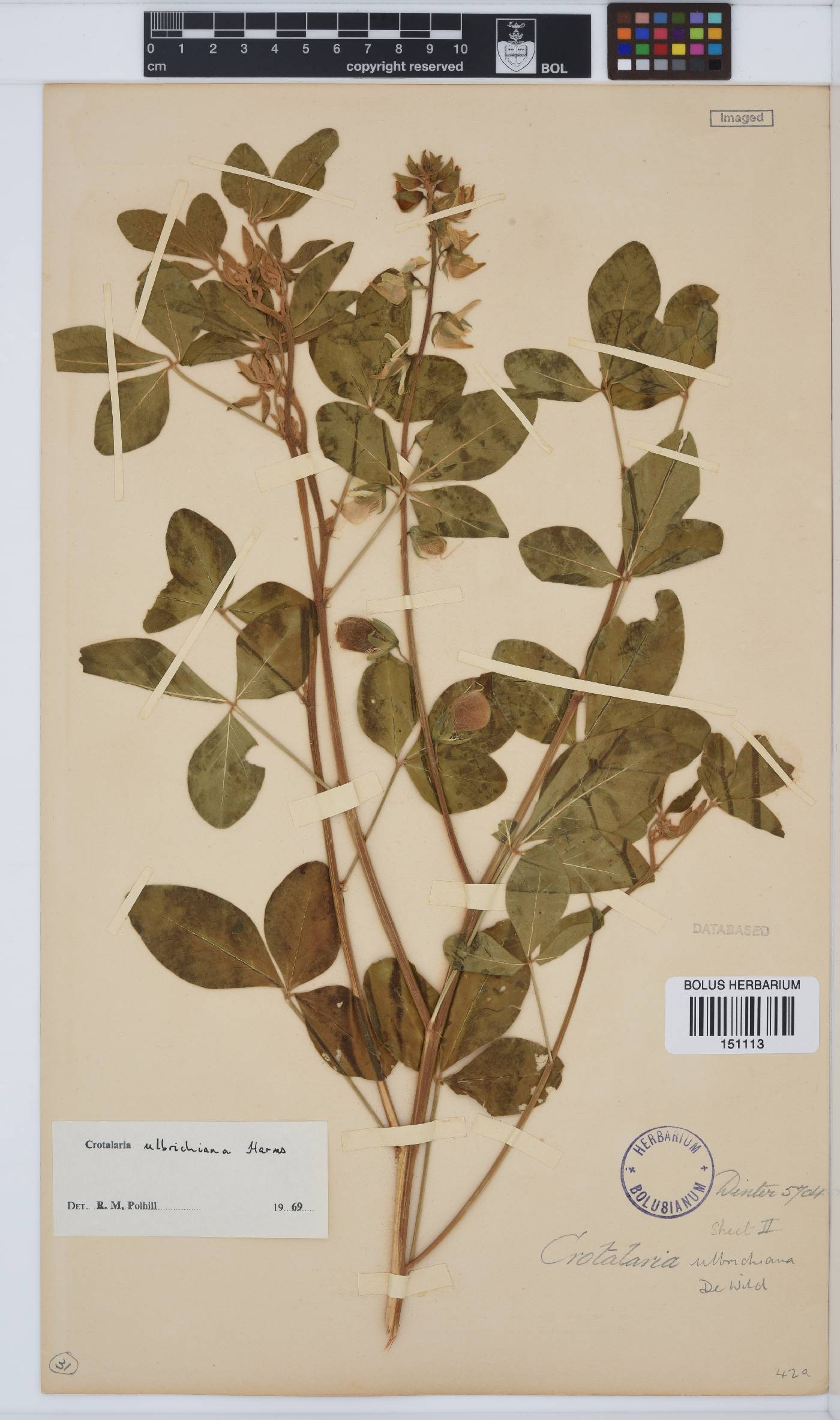 Crotalaria ulbrichiana image