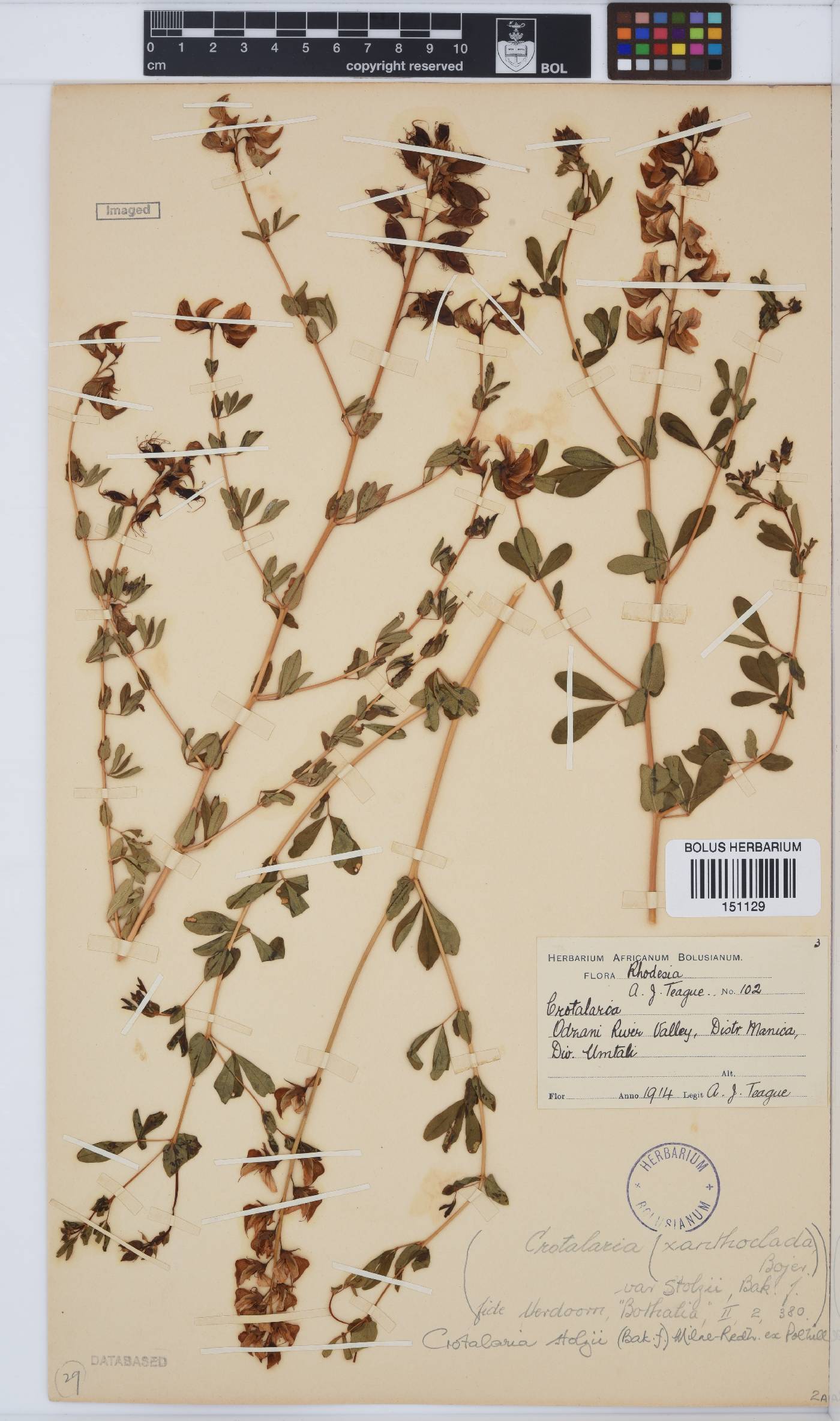 Crotalaria stolzii image