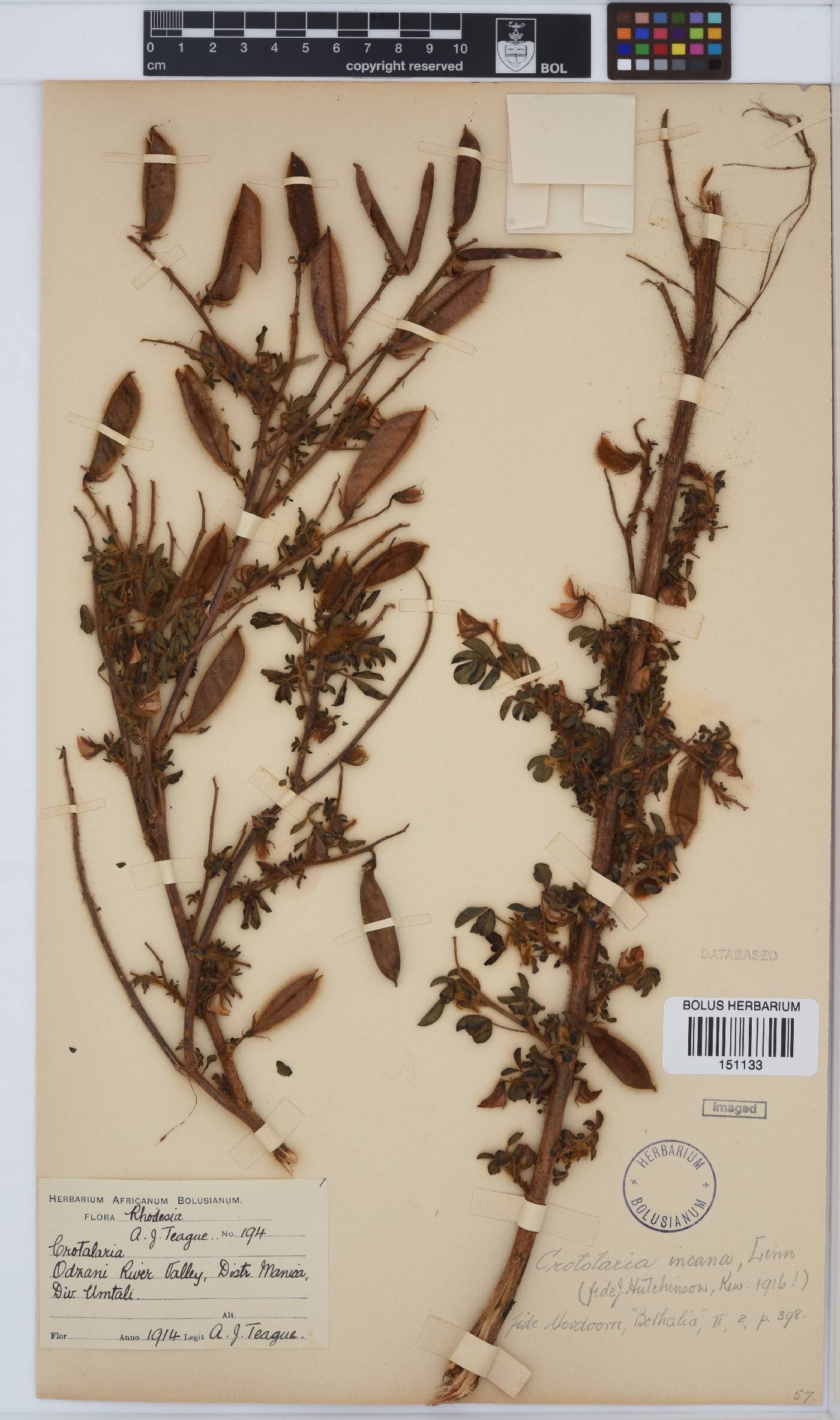 Crotalaria incana image