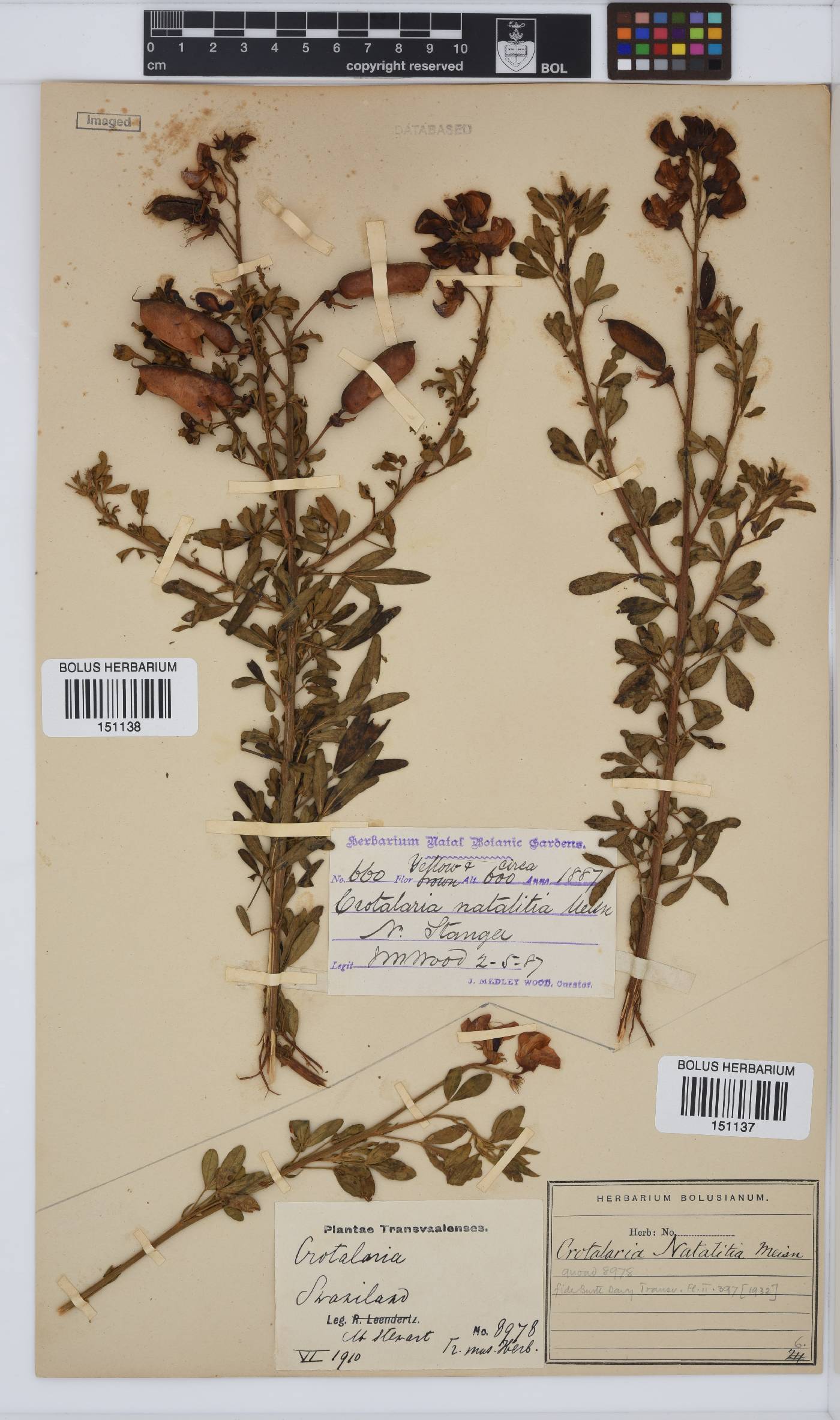 Crotalaria natalitia var. natalitia image